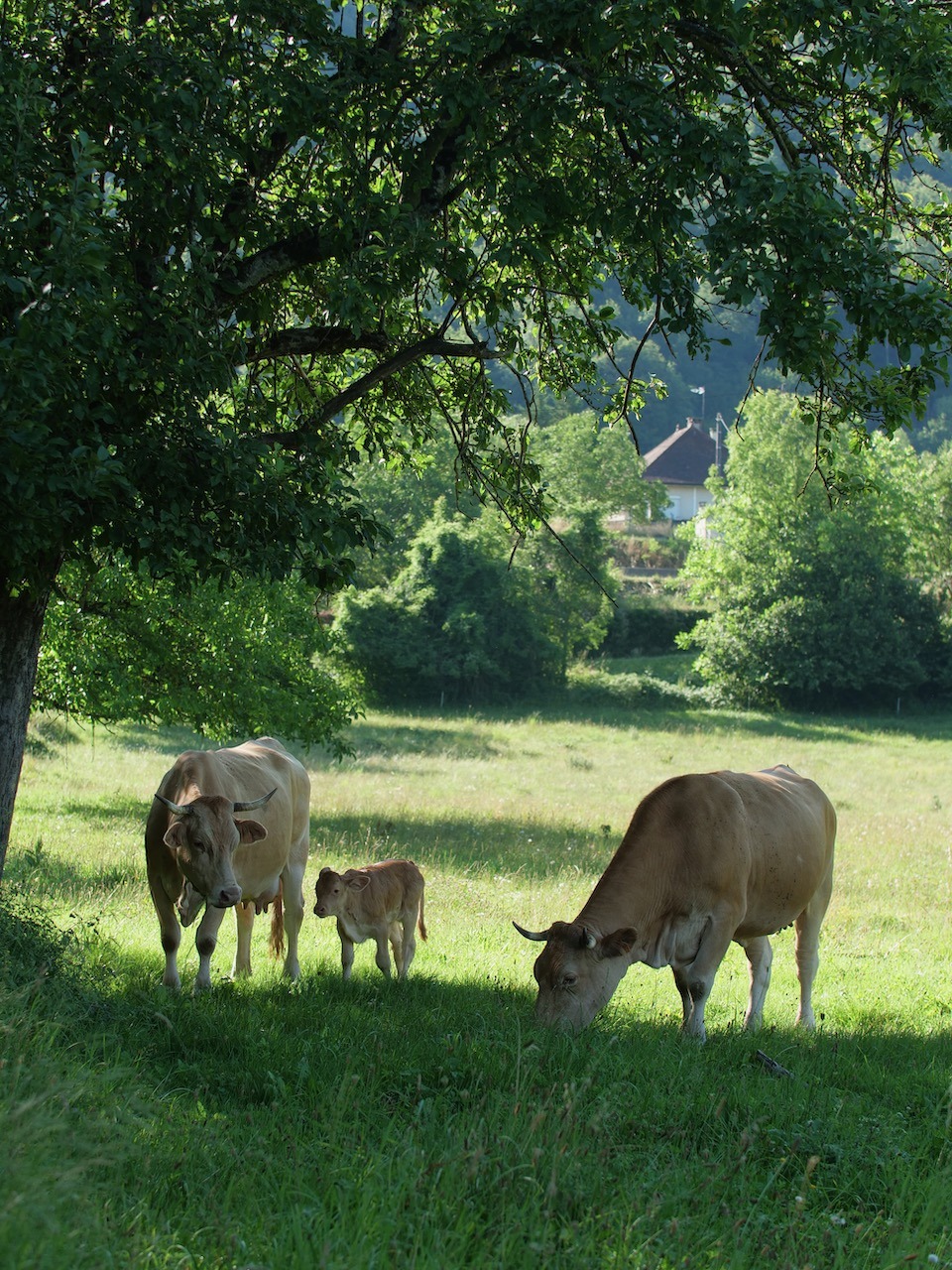producteur de viande ferme des villardes