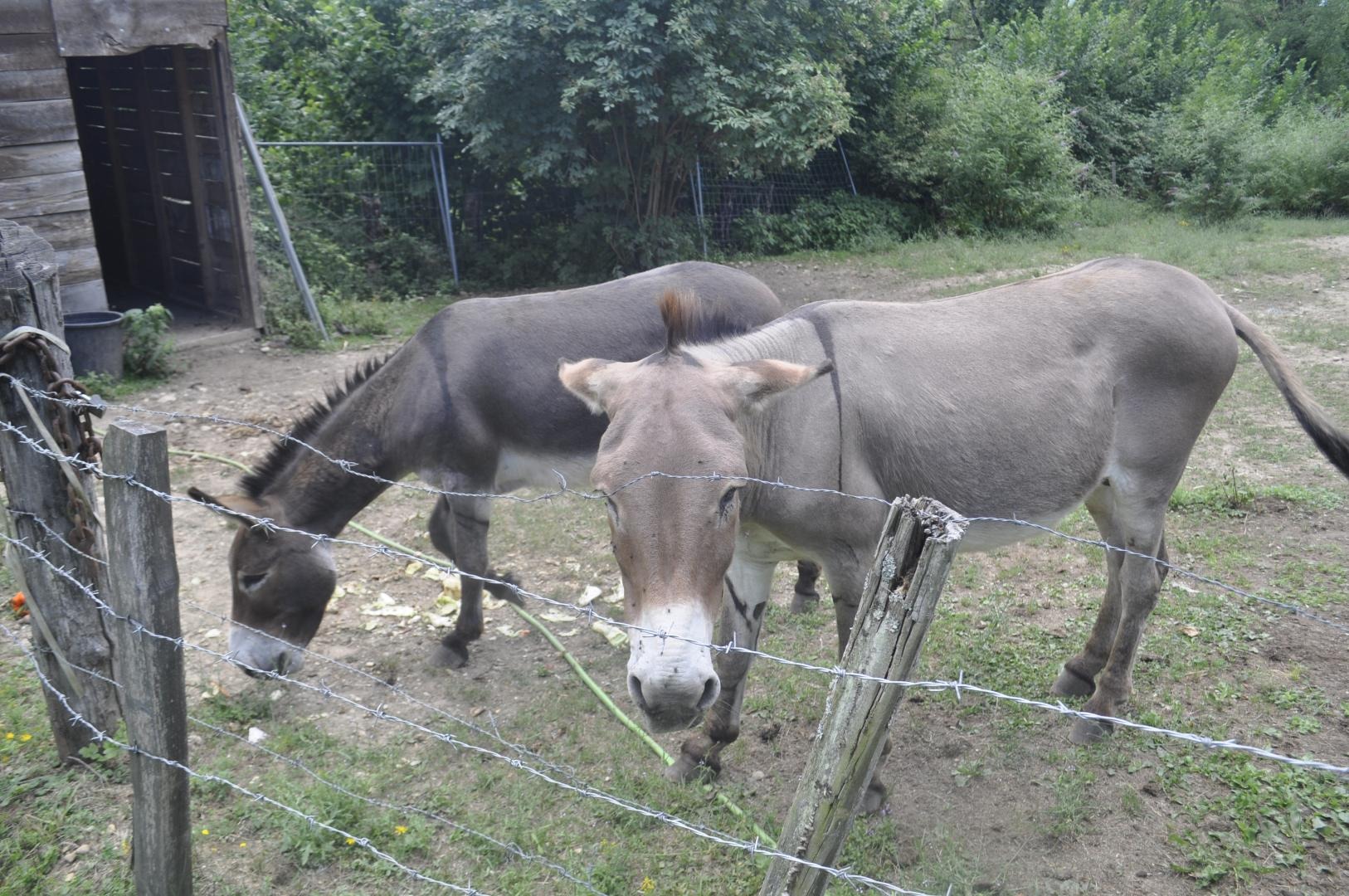 BIGOUDI ET TITANE