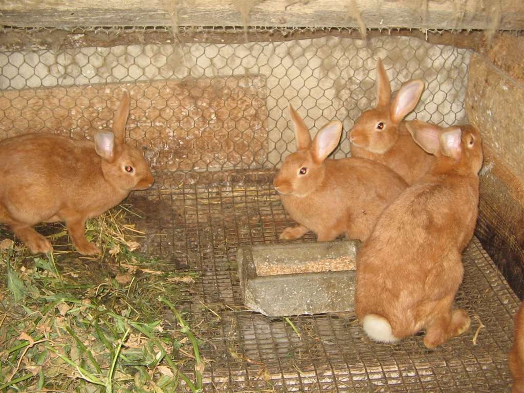 Les lapins
