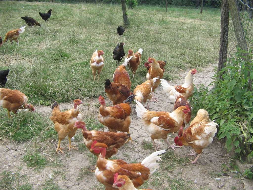 Les poules