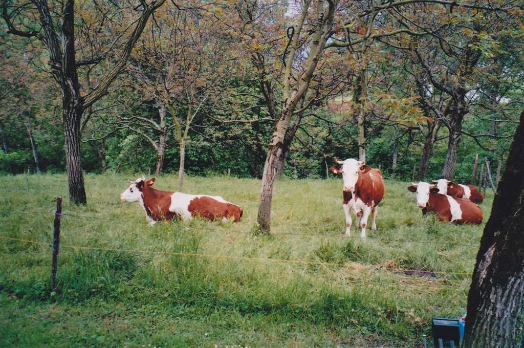Les vaches