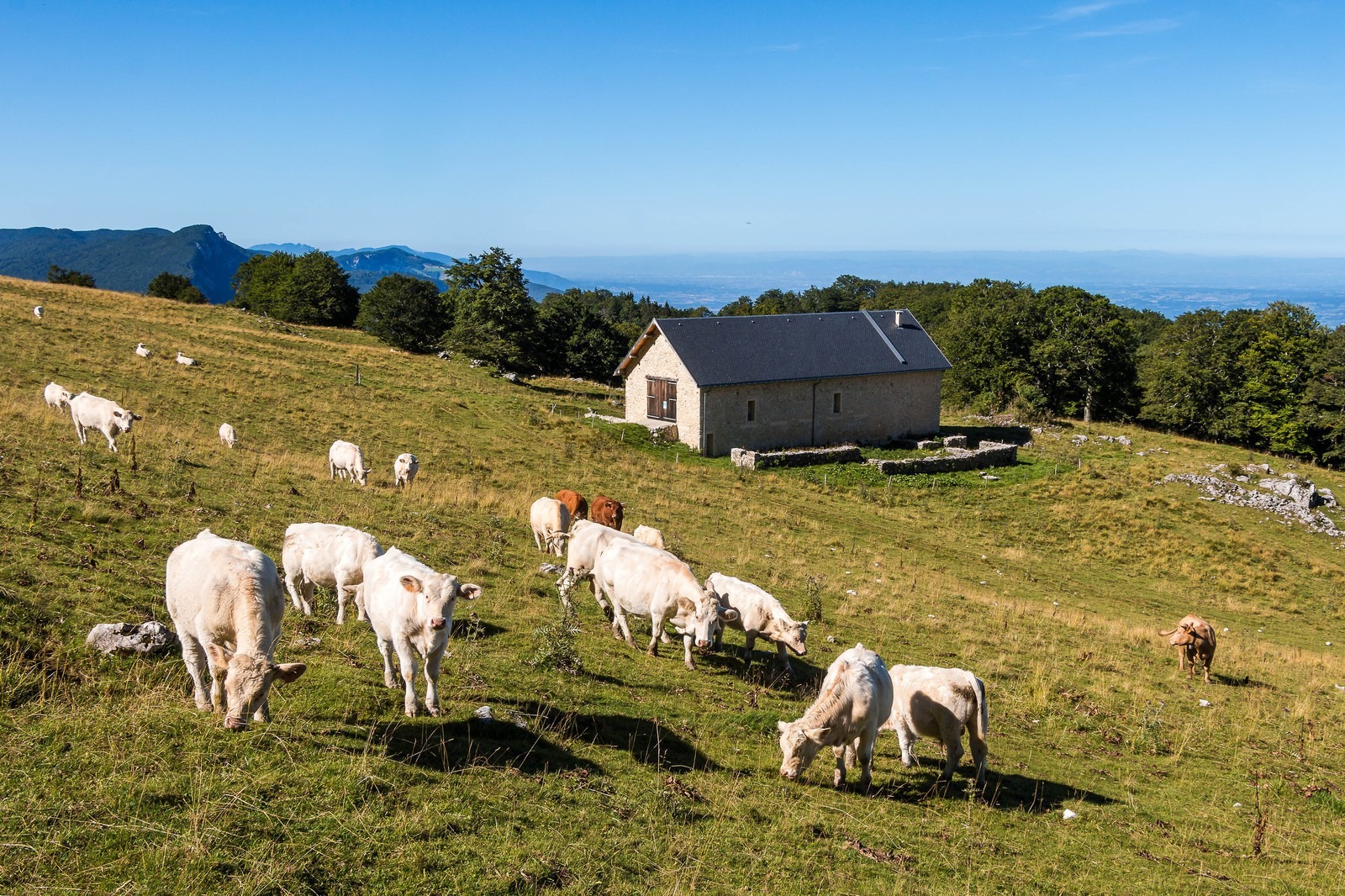 les Ecouges