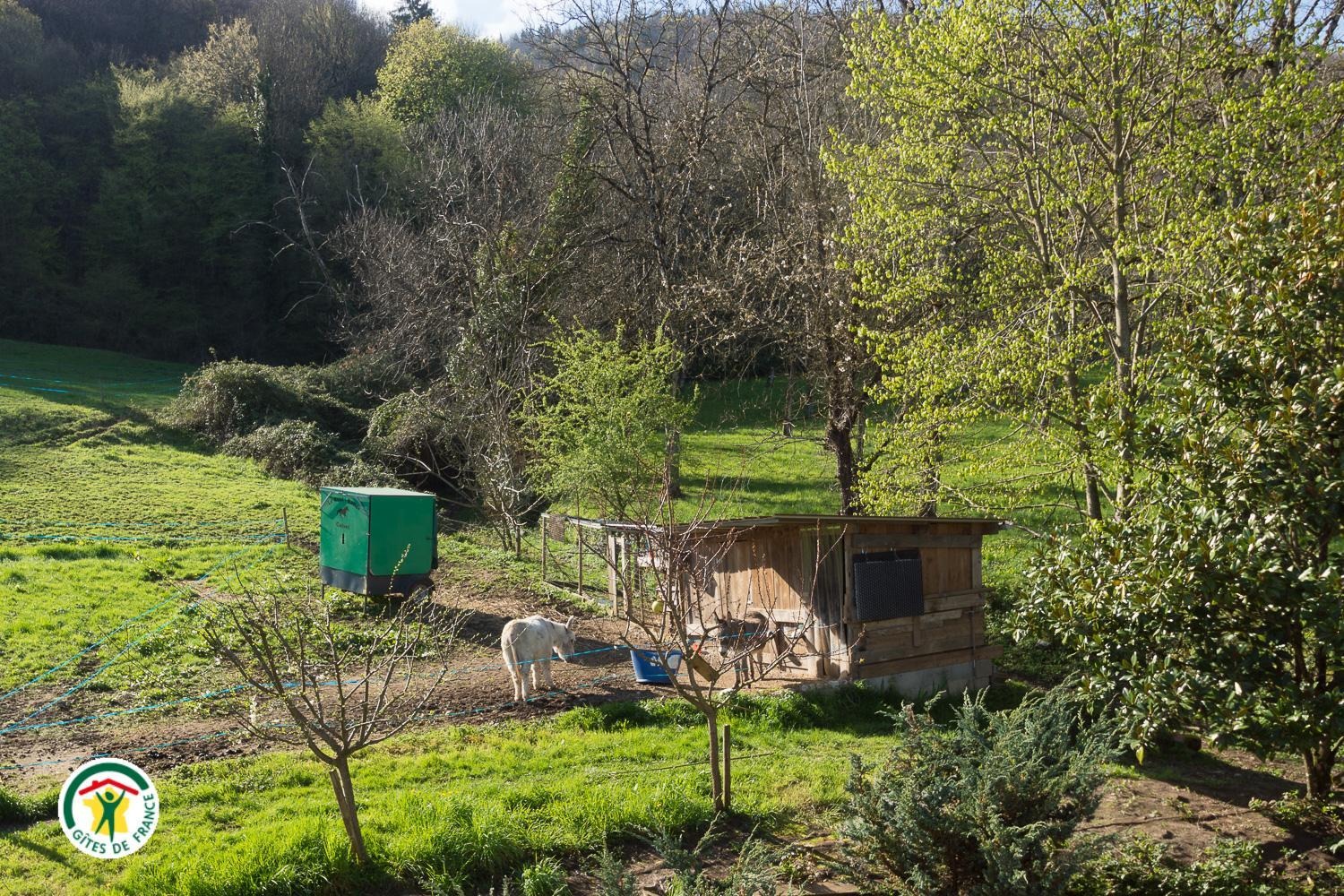Vue sur l'enclos de vos voisins Pilpoil & Antonin sans oublier nos poules