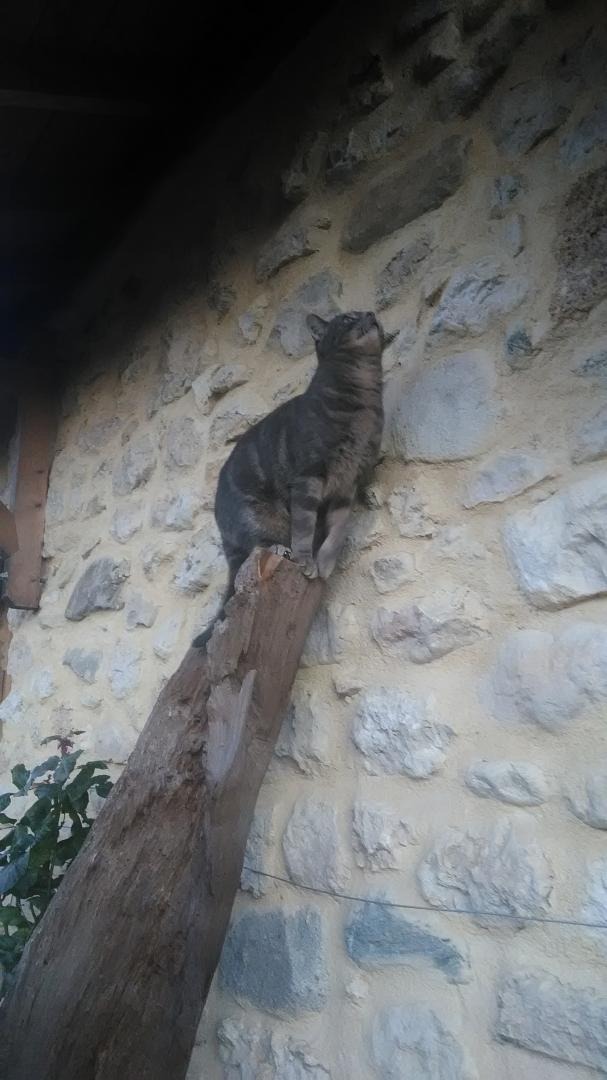 Mambo, qui surveille !