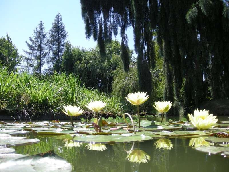 un parc de 8000 M2 avec étang