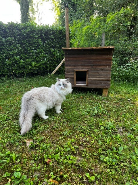 Espace sécurisé pour les chats