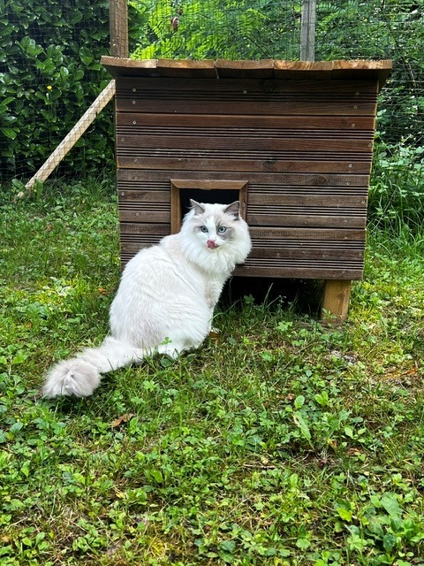 Espace dédié aux chats