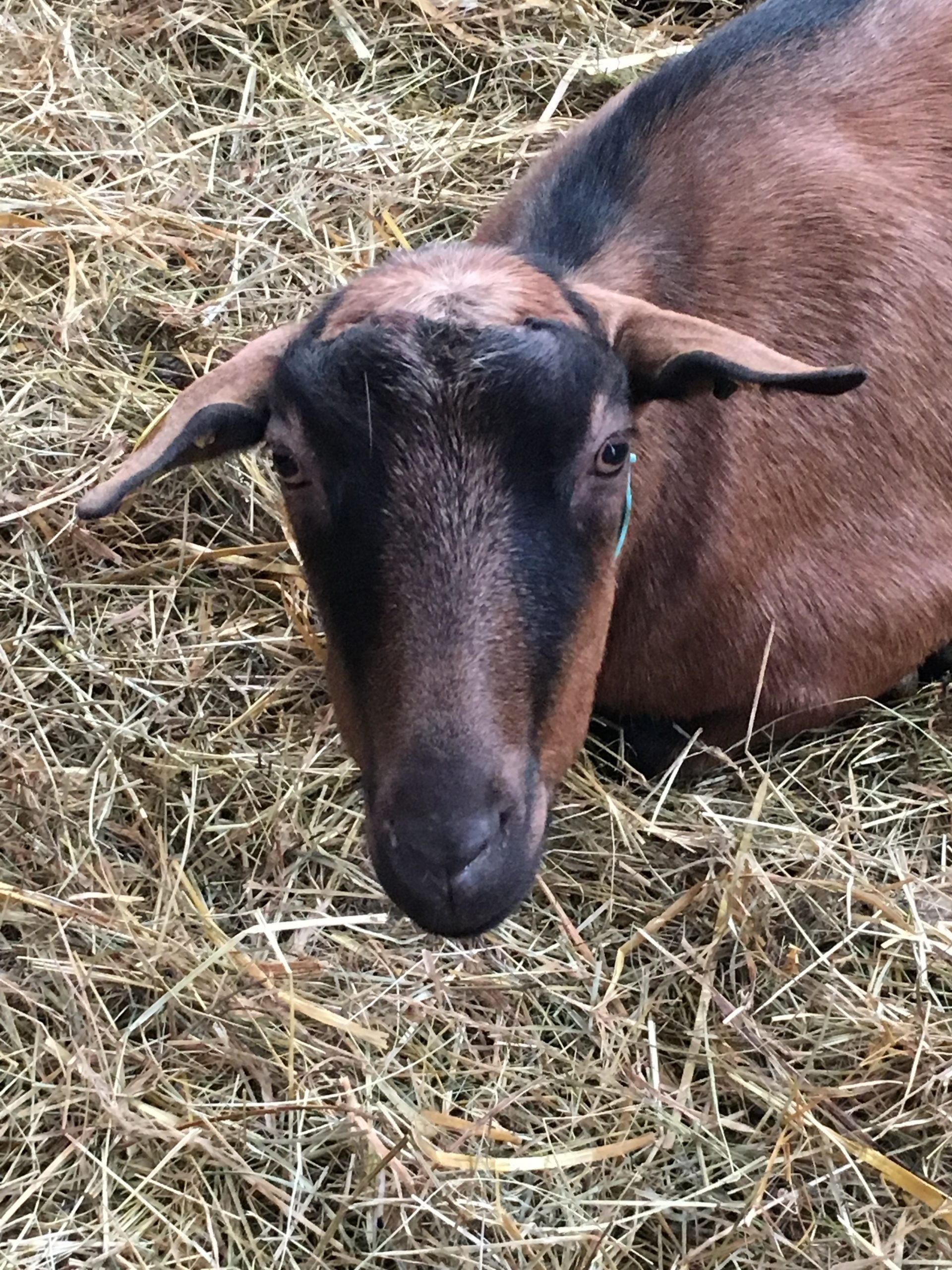 Ferme des Alpines_Murinais