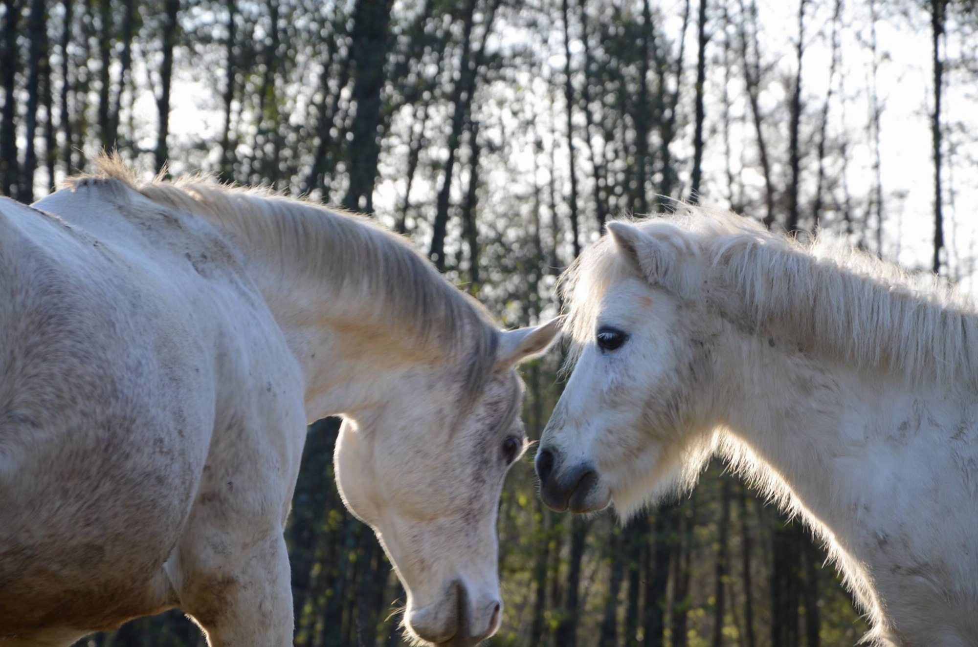 Safir et Nacho