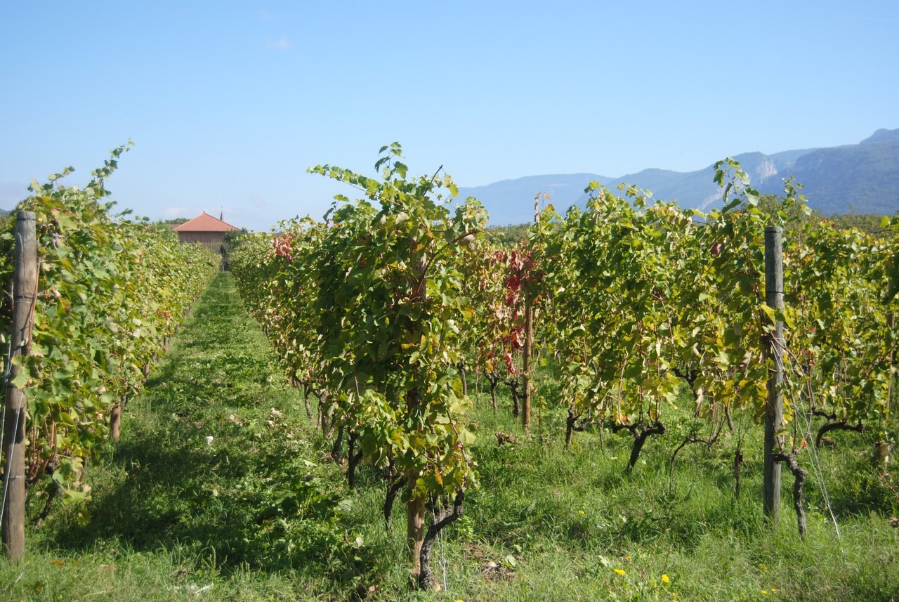 Domaine du Bané