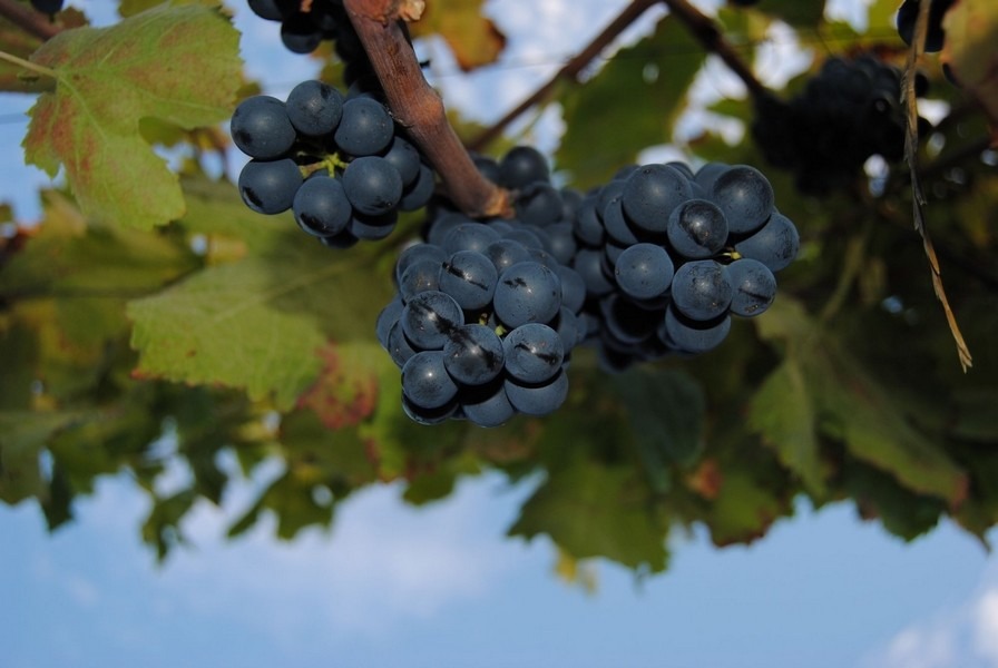 syrah