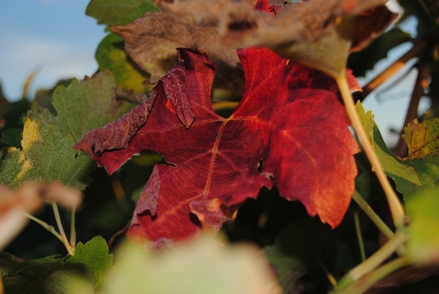 l'automne