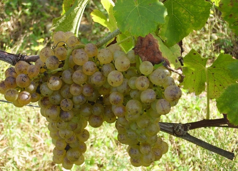 viognier