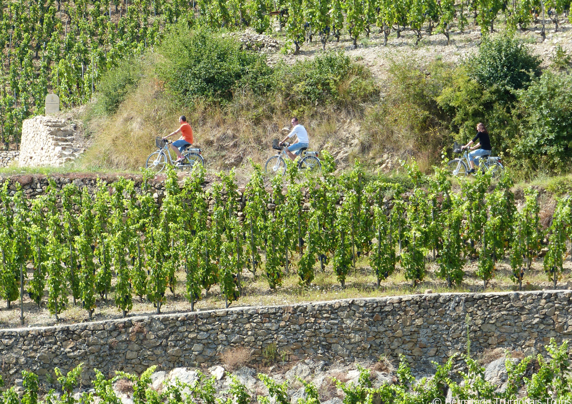 VAE dans les vignes