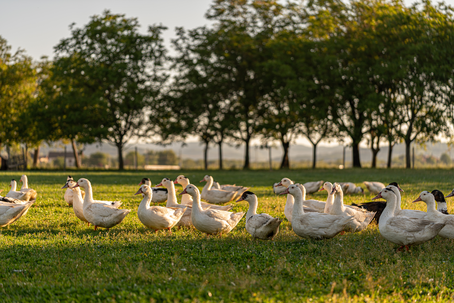 La Ferme des Cassières_La Sône