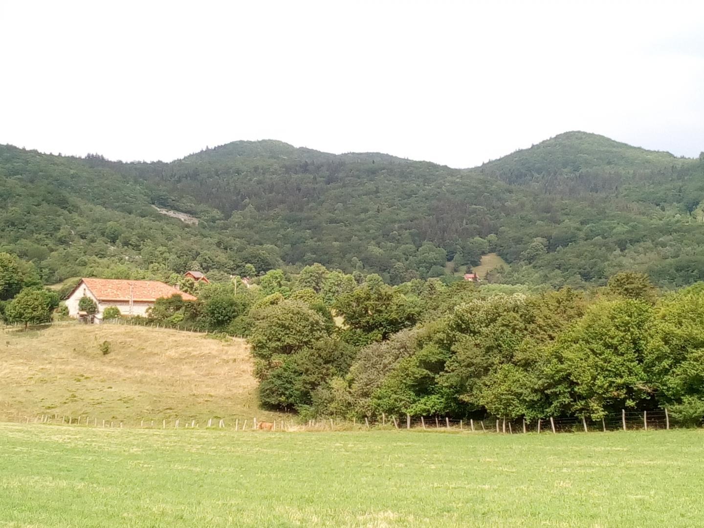 forêt des coulmes