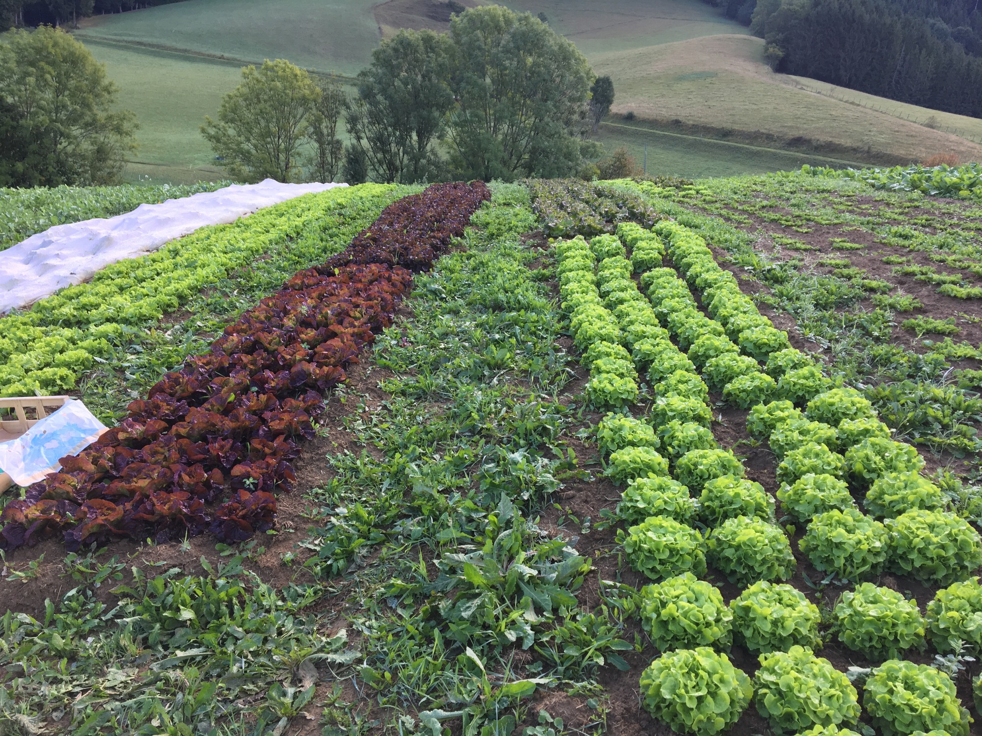 Ferme des Sisampas
