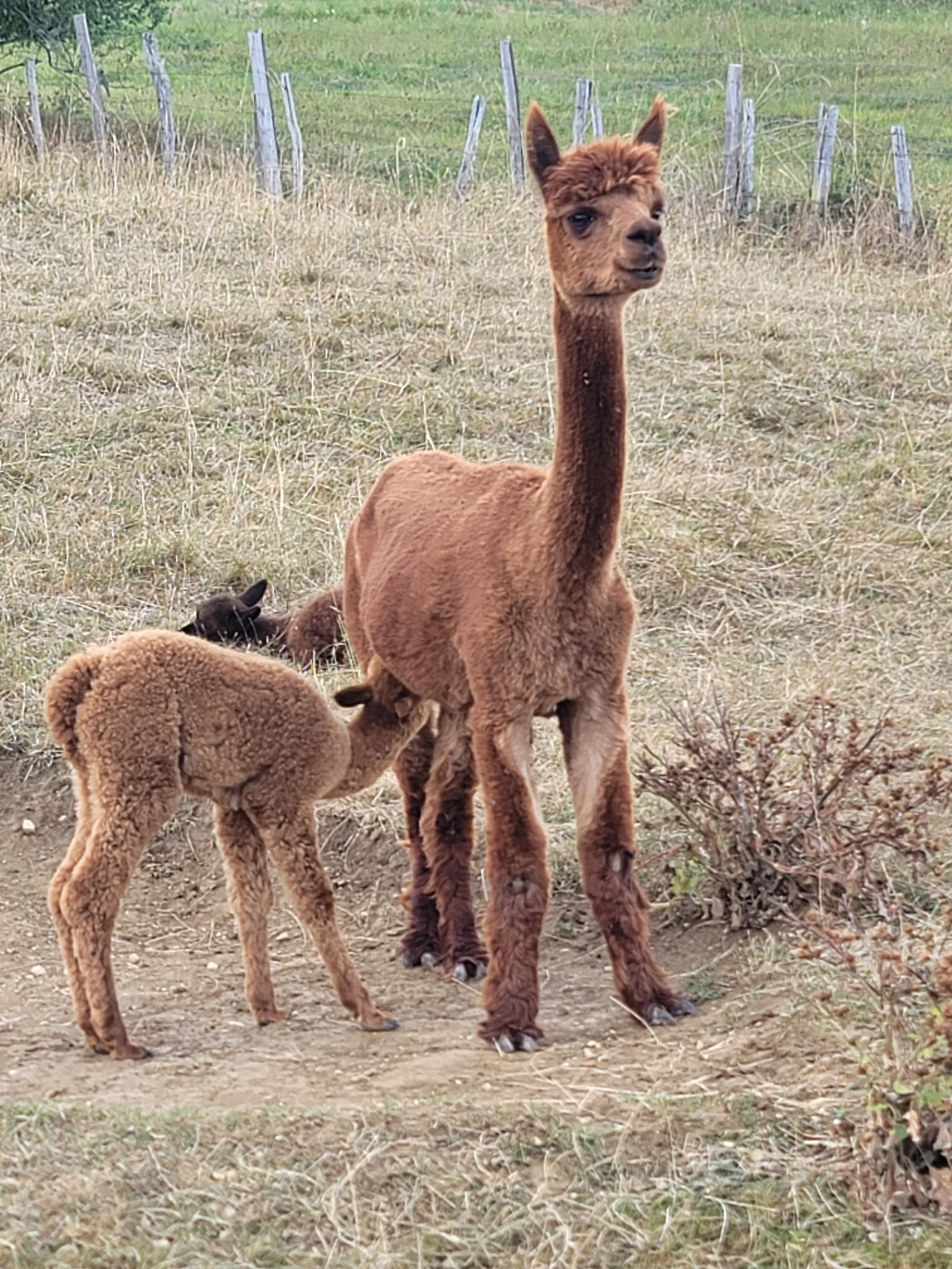 Alpaga avec son Cria