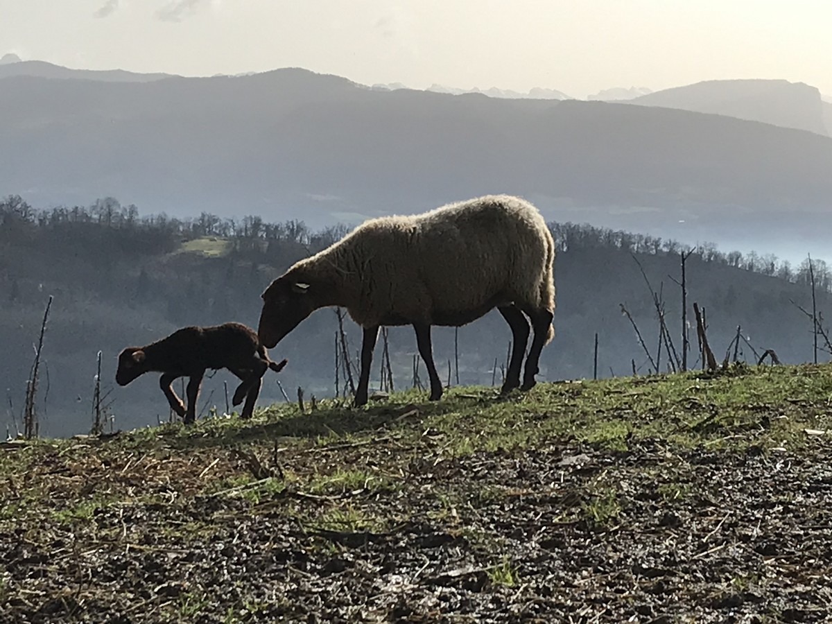 brebis Solognot et son agneau 