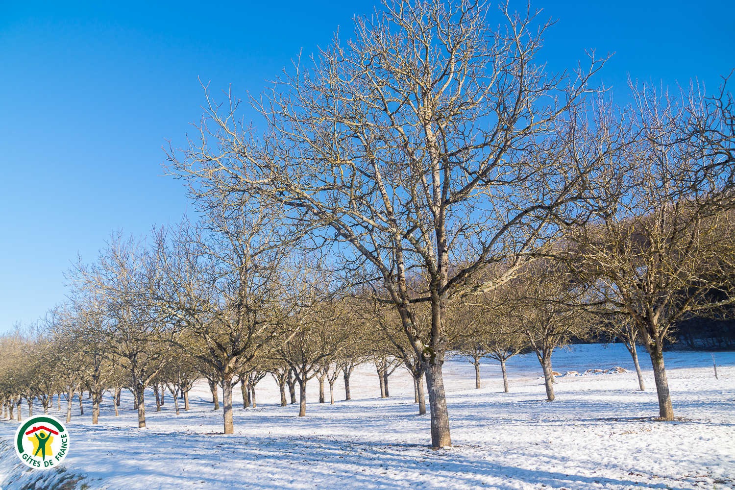Noyeraie sous la neige