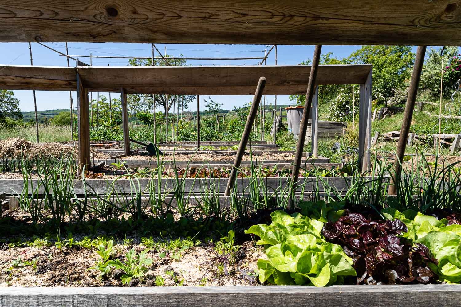 Le potager