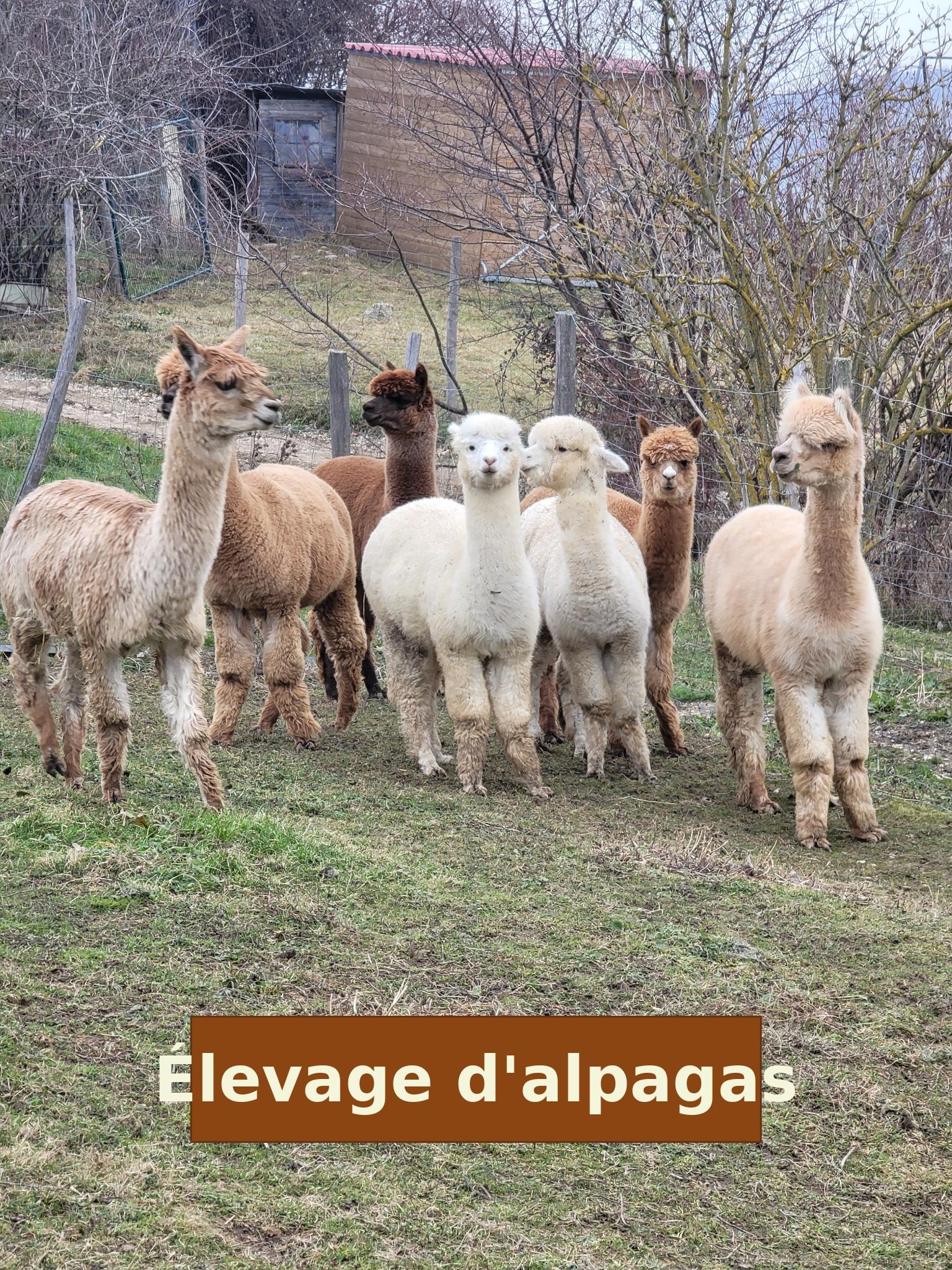 Les Alpagas du Domaine MAEL