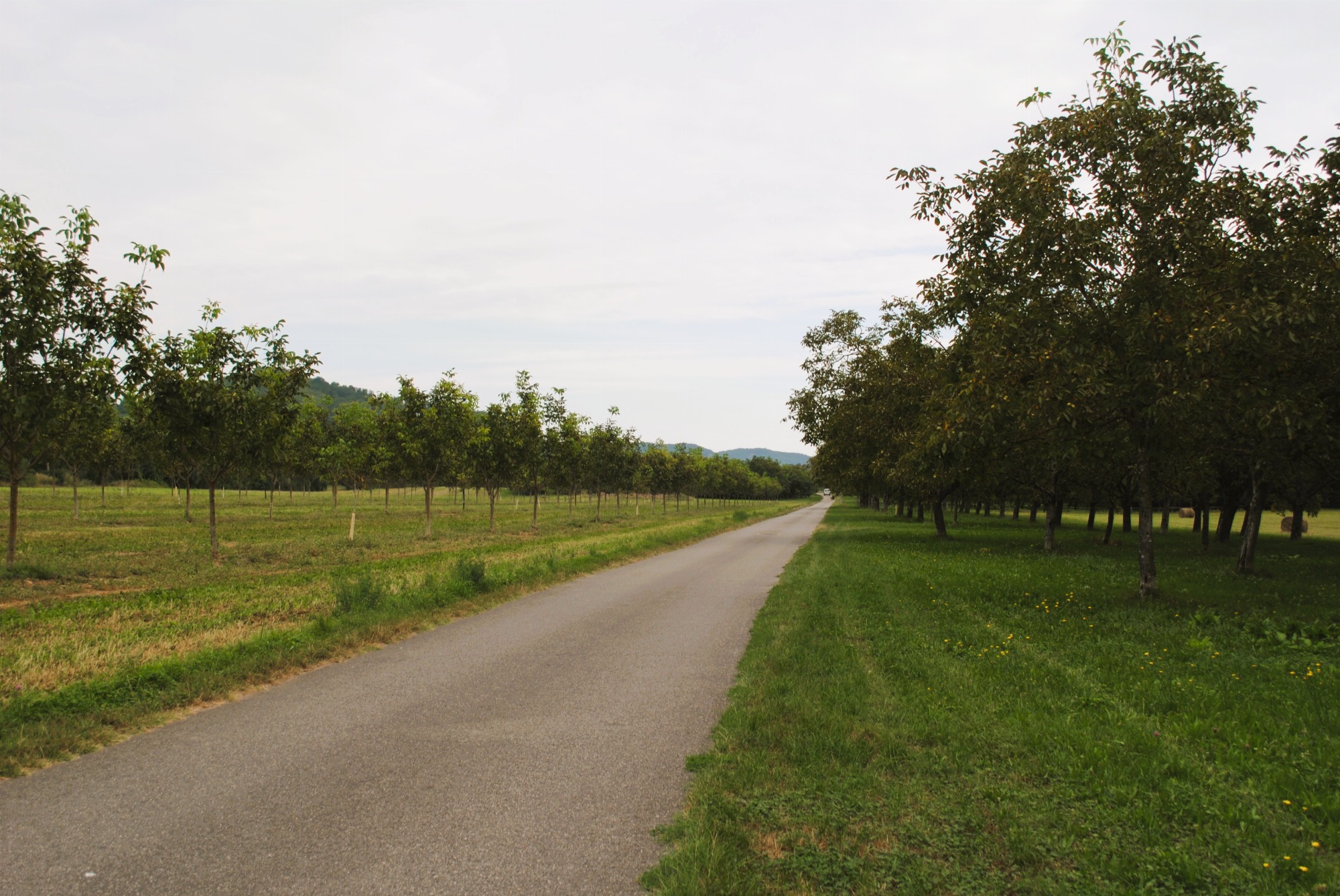 Traversée des noyeraies