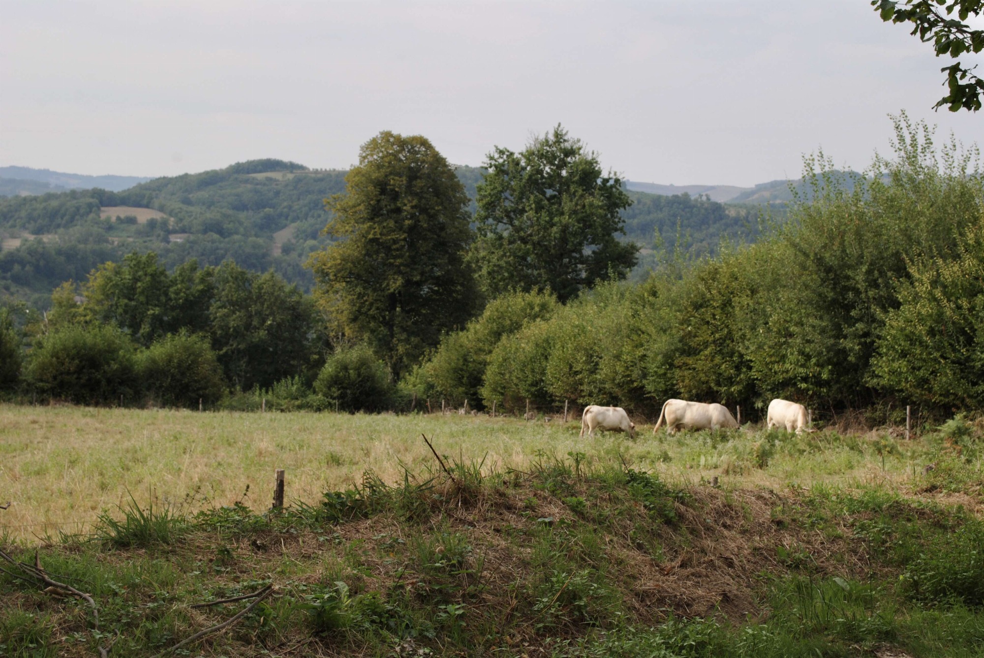 Champ de vaches -chemin de l'Epinouze