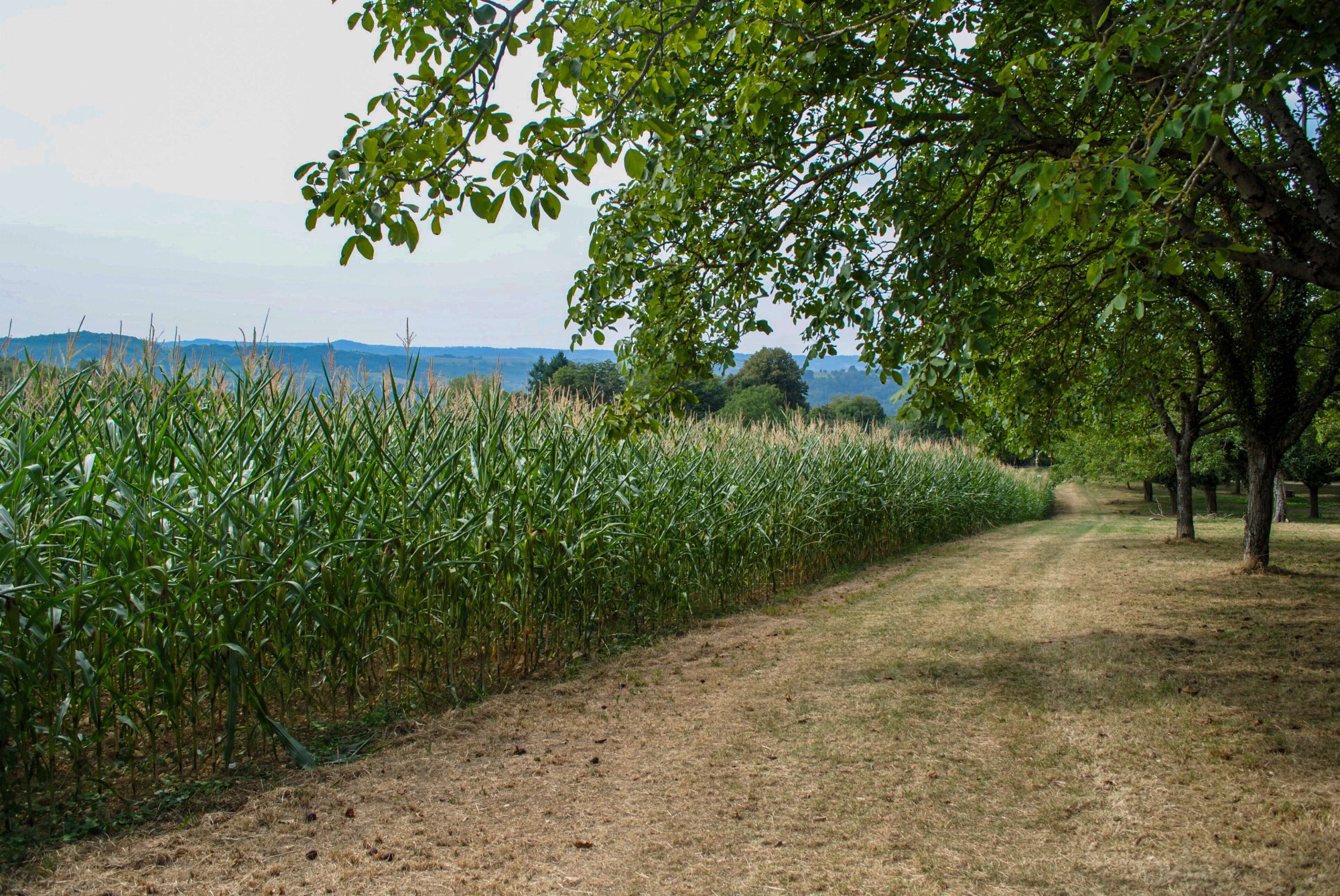 Chemin vers le belvédère