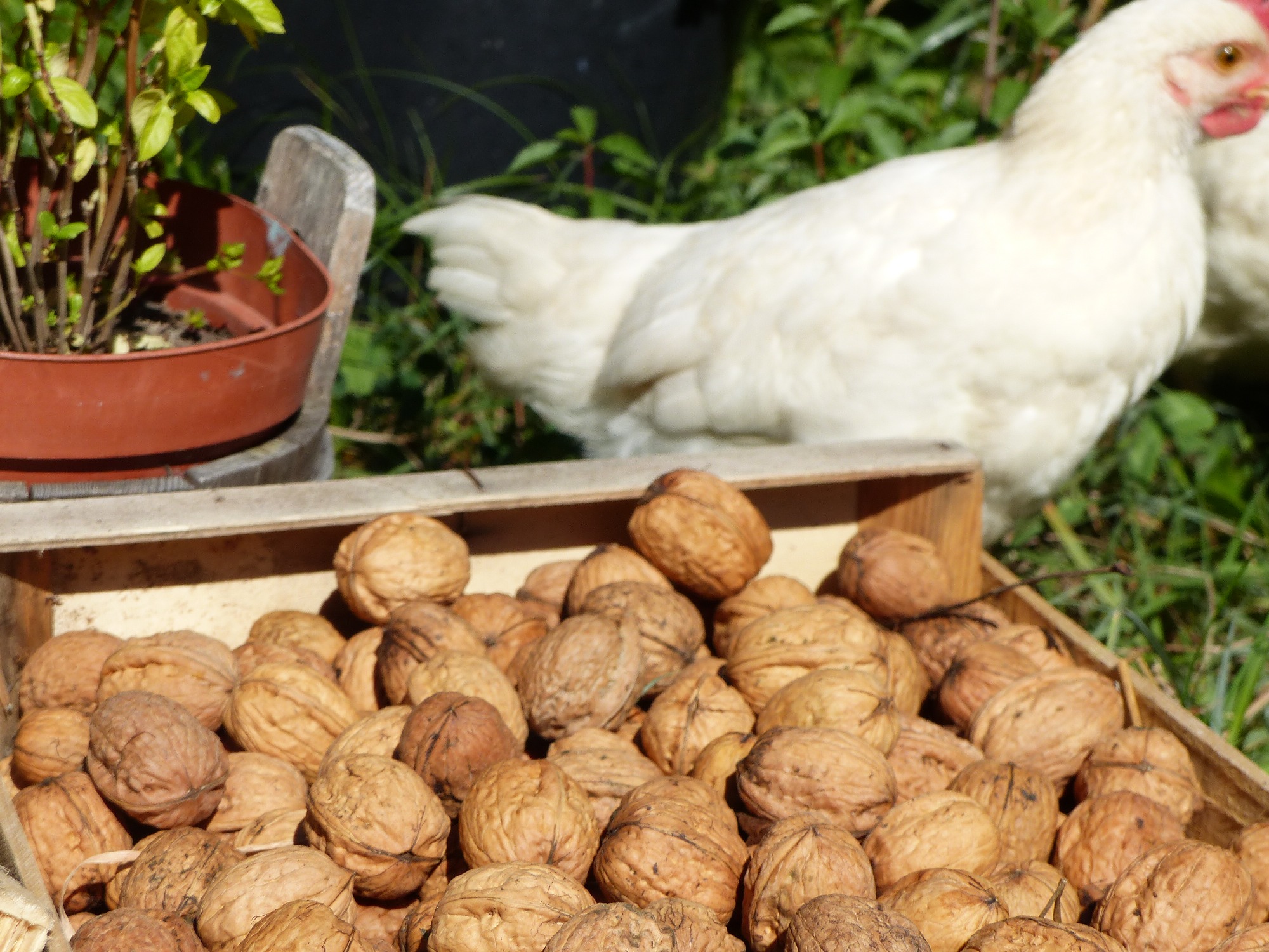 Produits fermiers