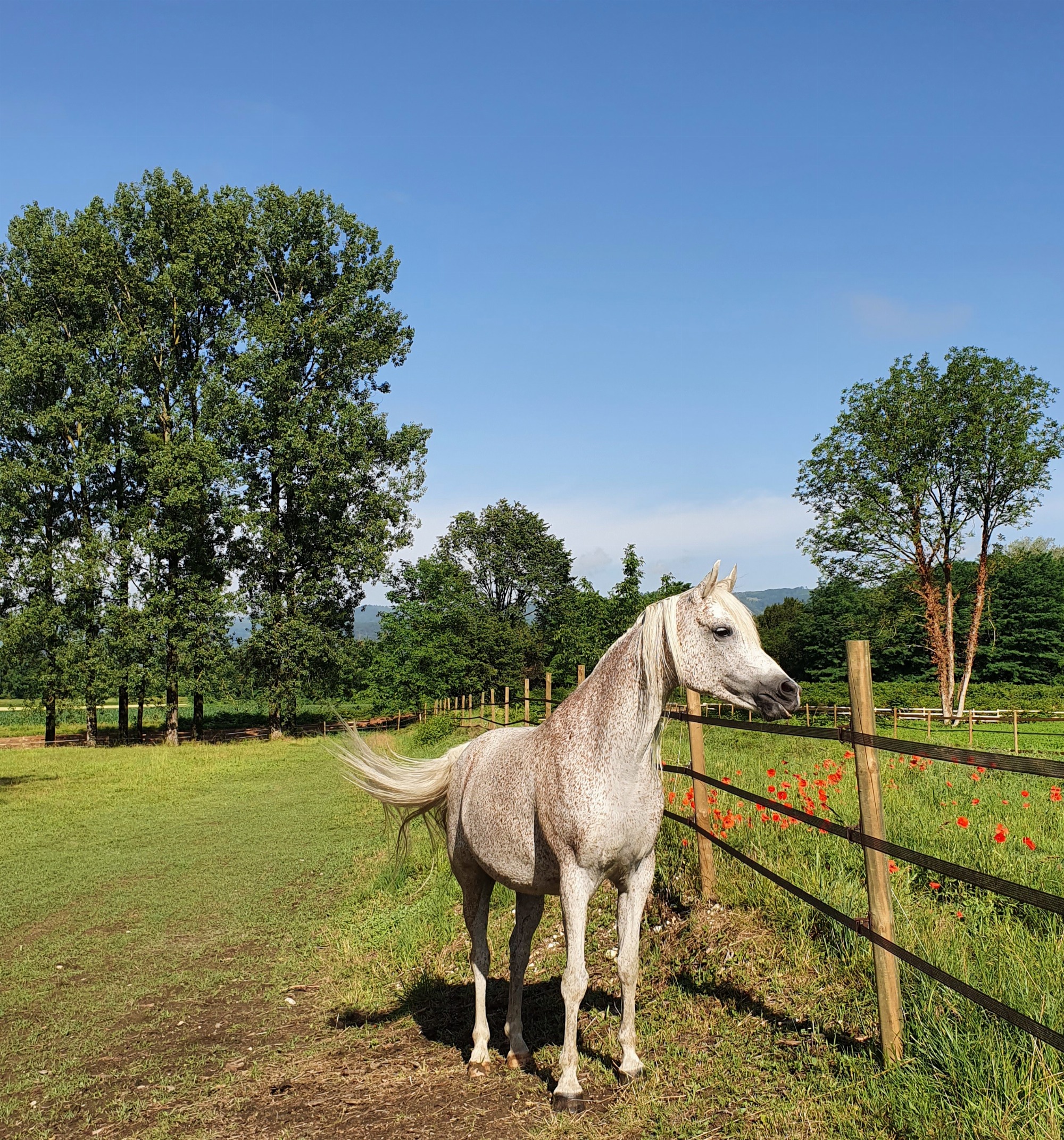 Elevage de chevaux
