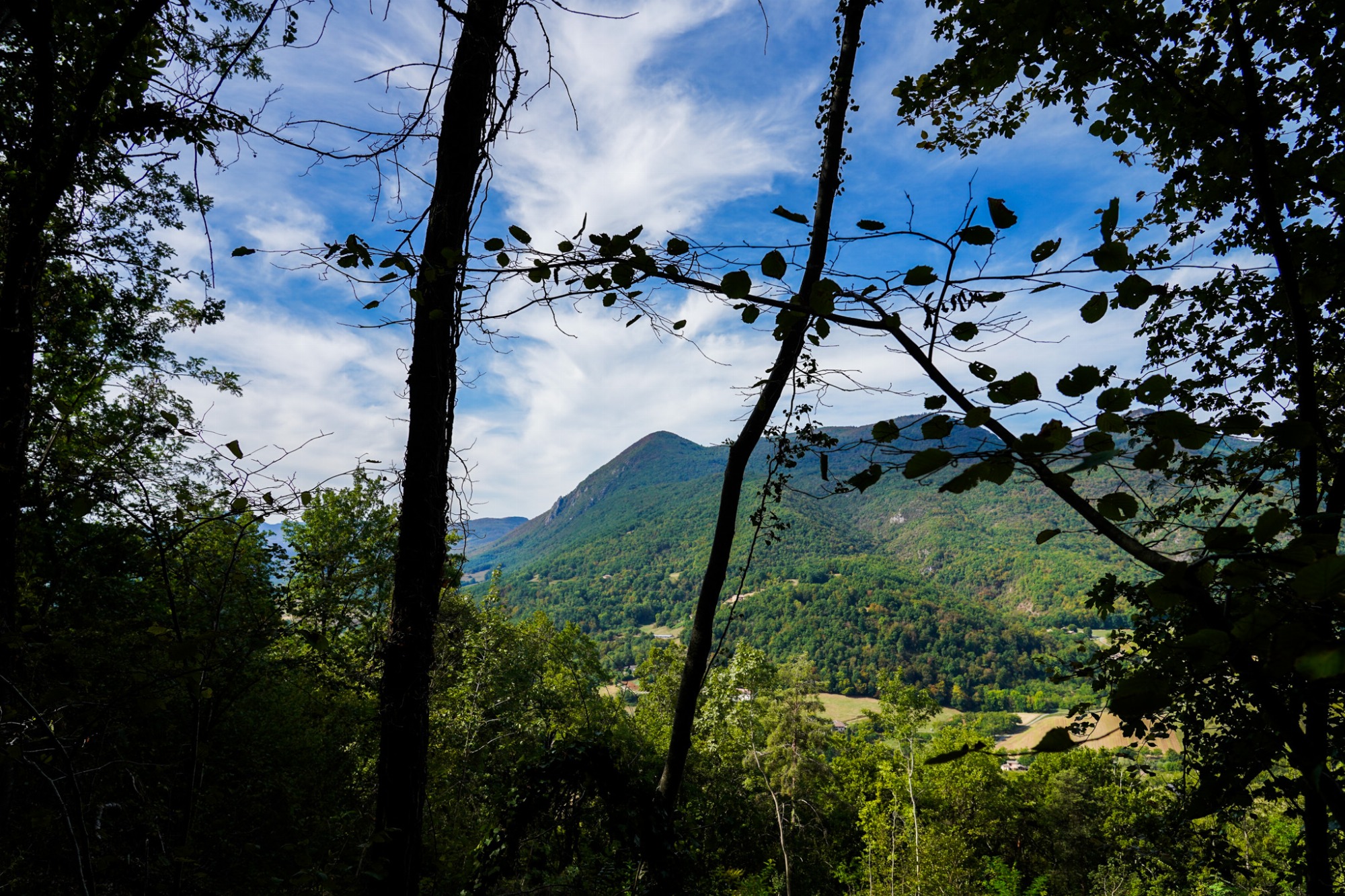 Vue sur les montagnes depuis la forêt