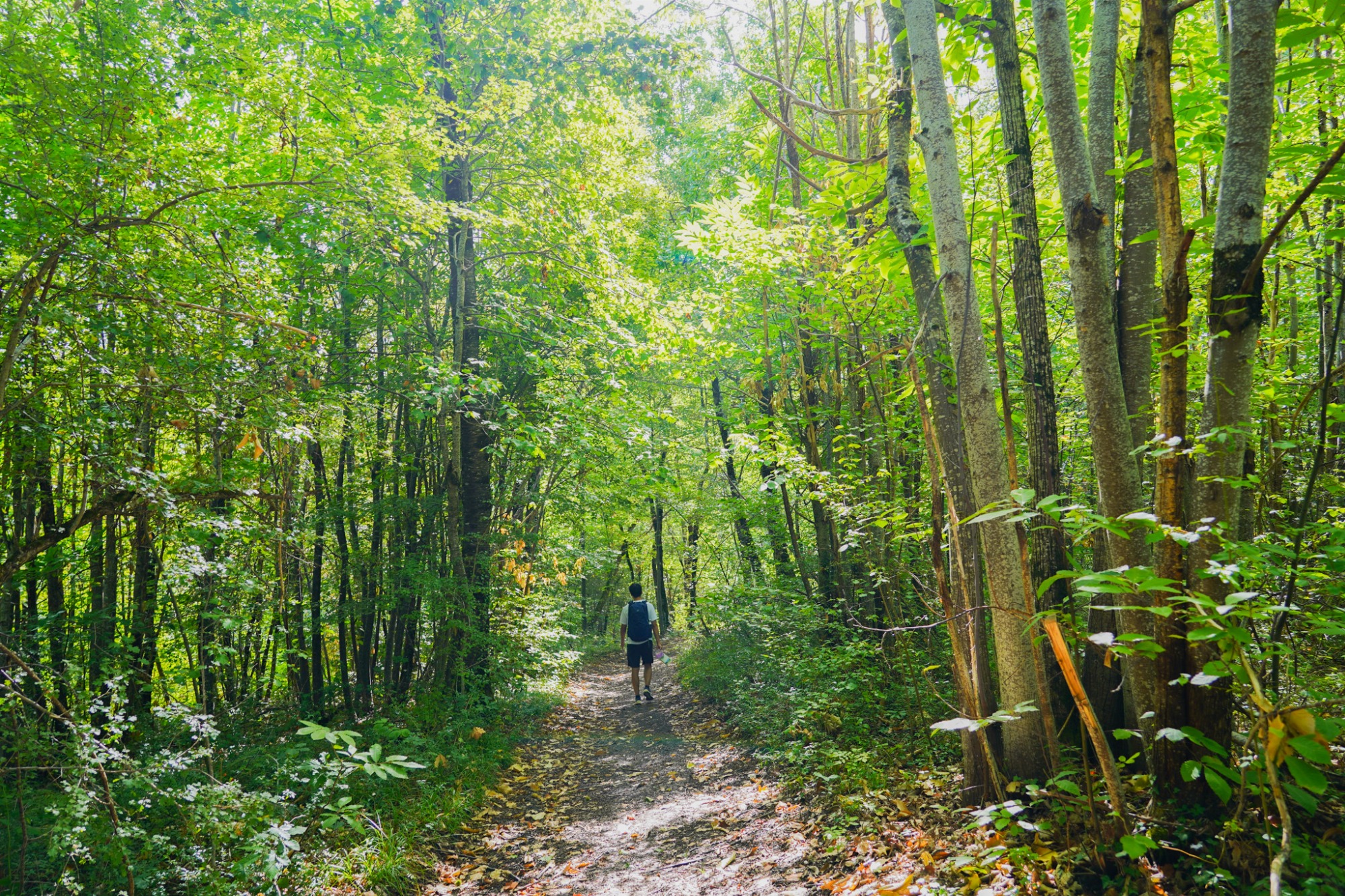 Sentier en forêt dense