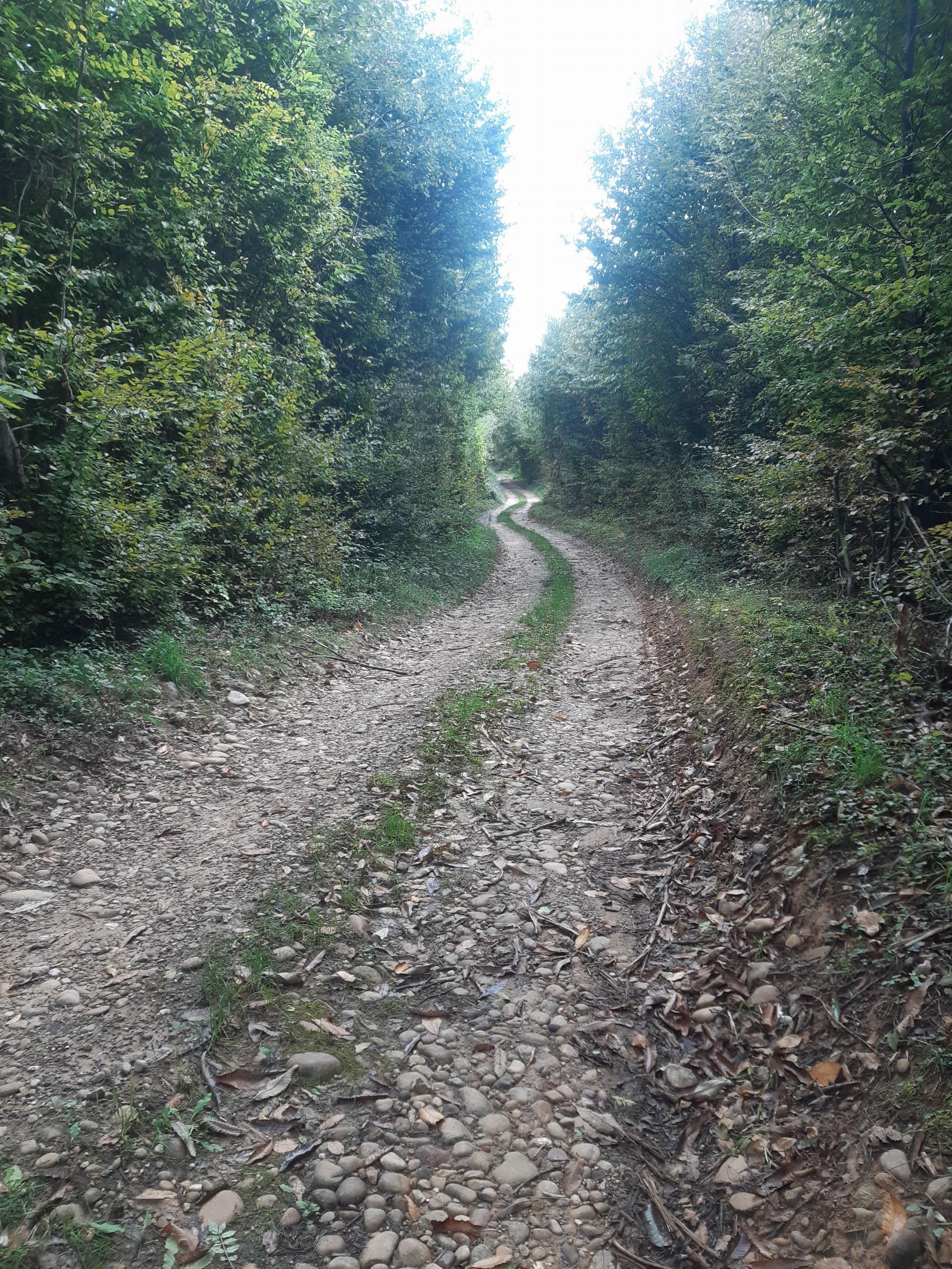chemin dans les bois