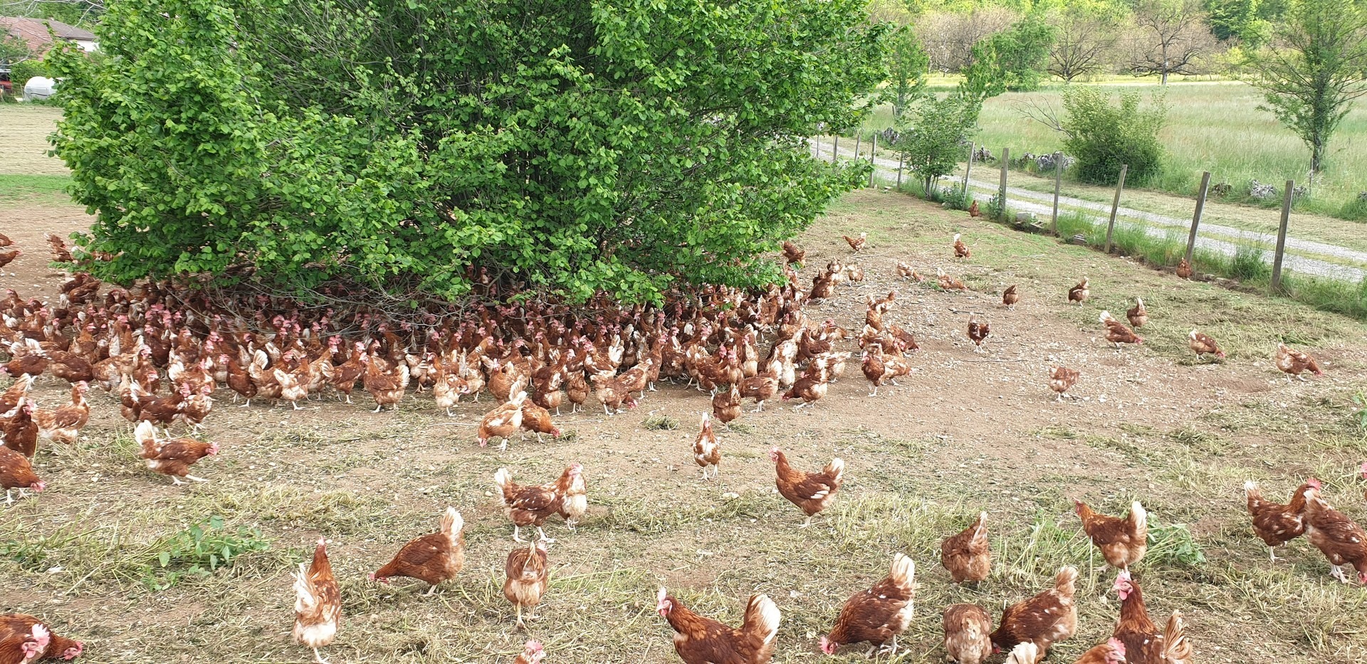 Ferme du Bel Air_Têche