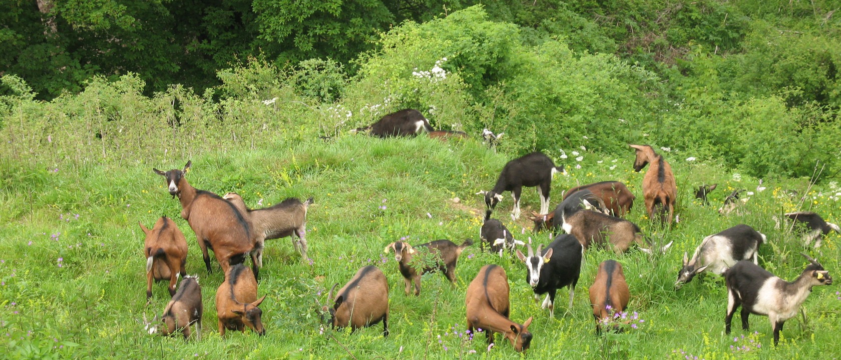 Troupeau de chèvres