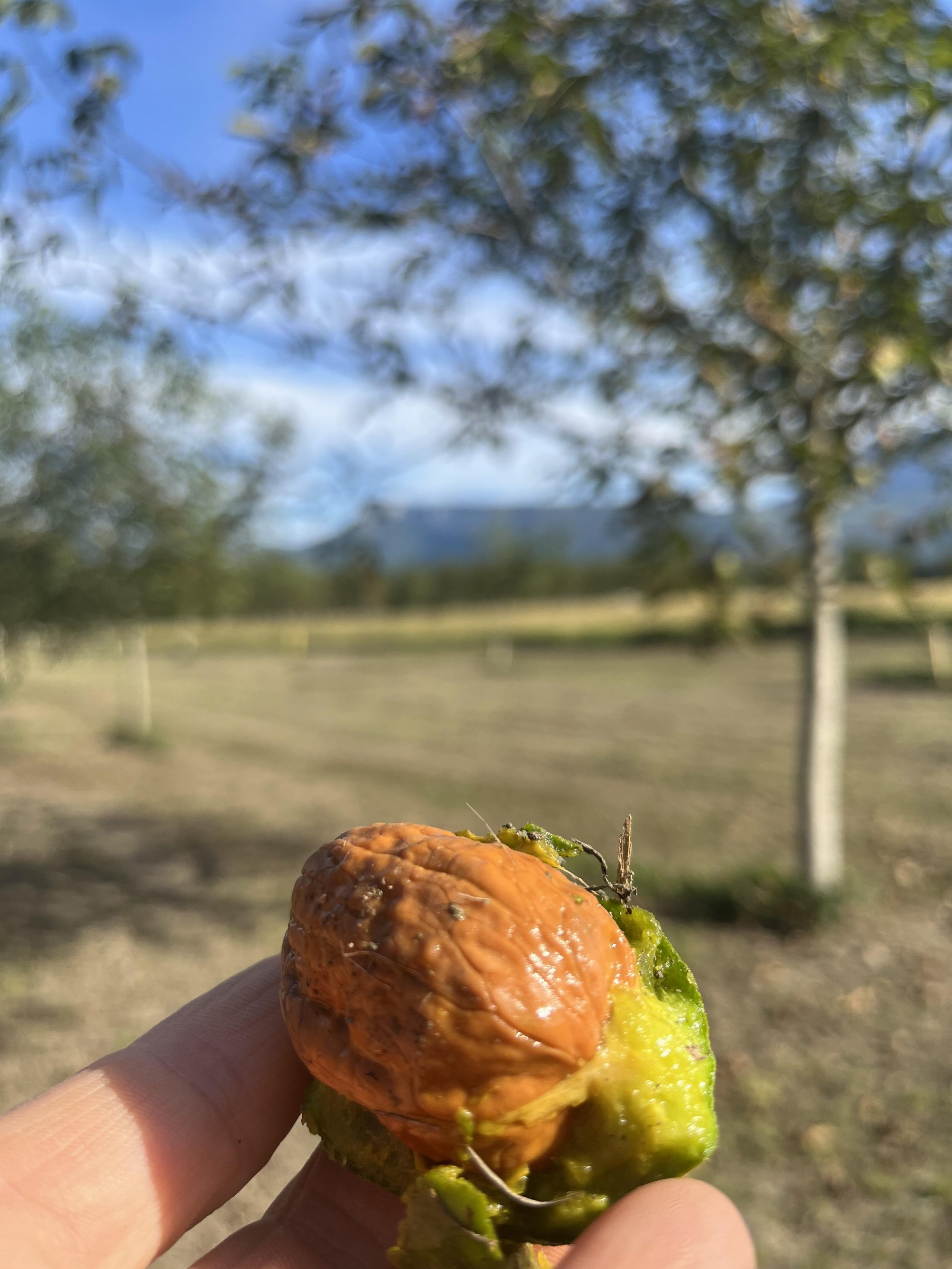 IMG_0932.jpeg