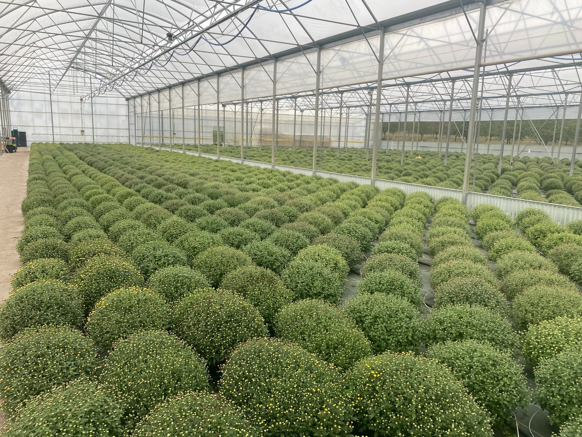 Florentin Fleurs et Plants_Saint-Lattier