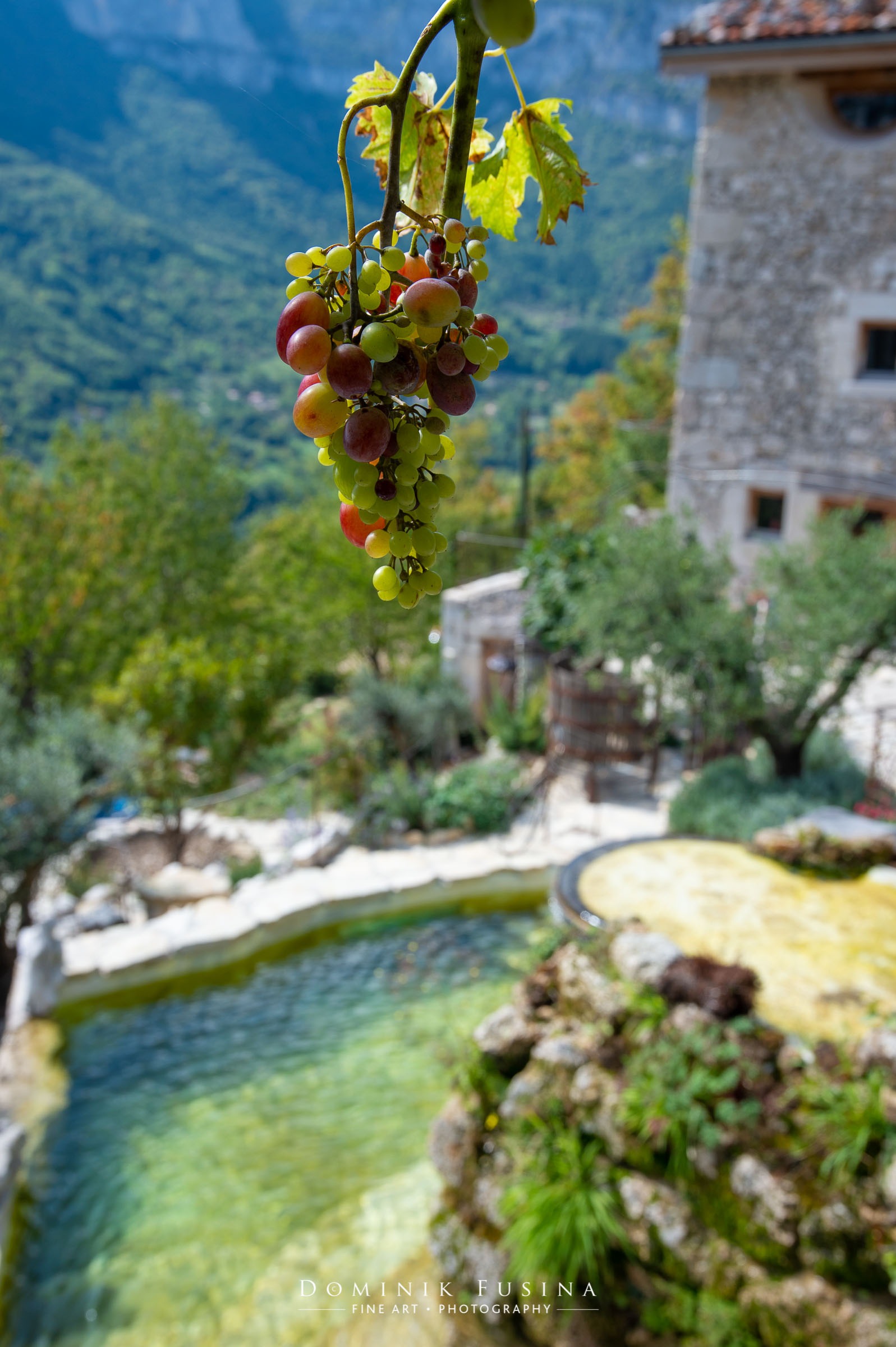 Gîtes les hauts de Choranche, vigne et solarium