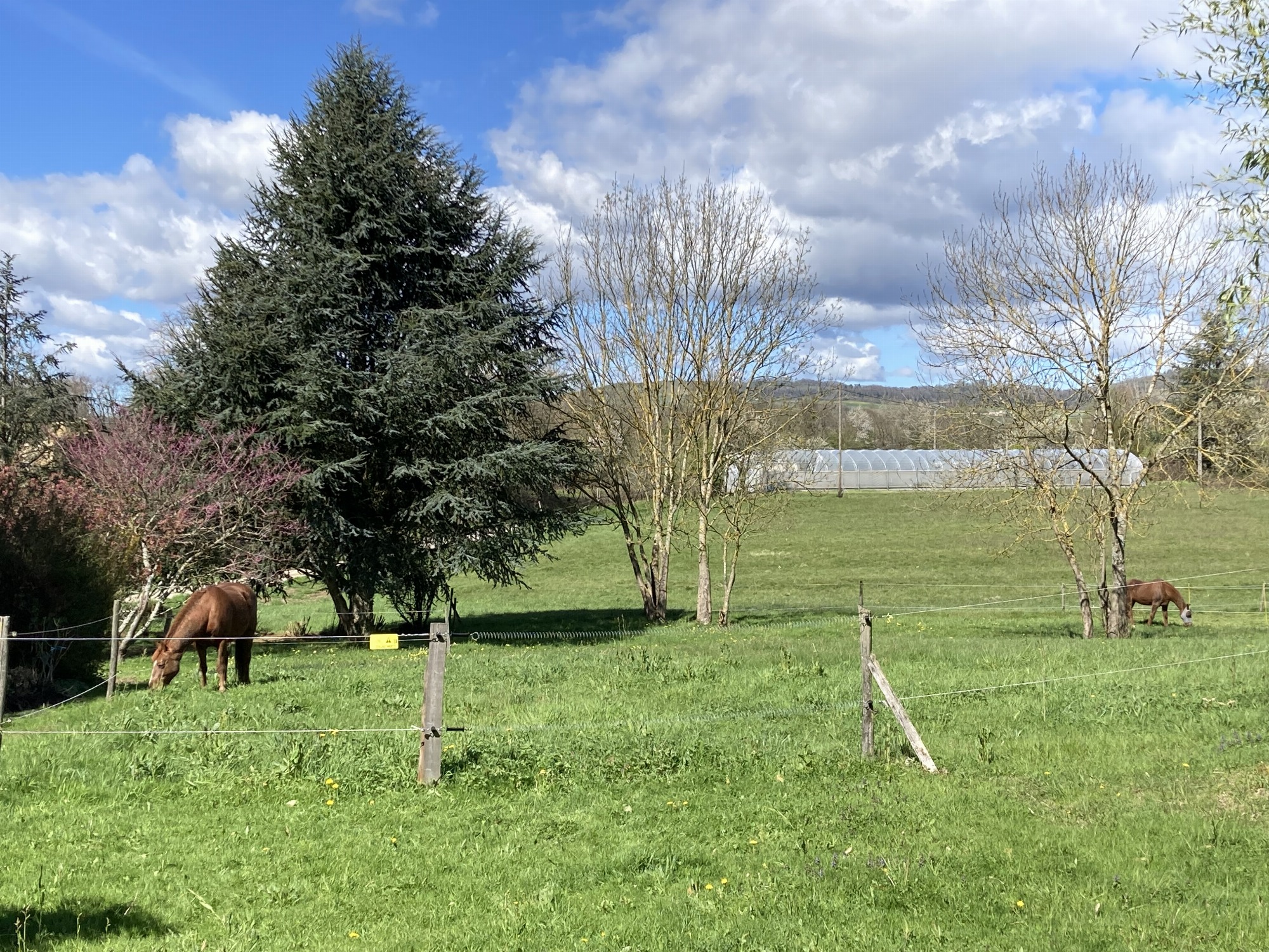 les chevaux de passage en paddock