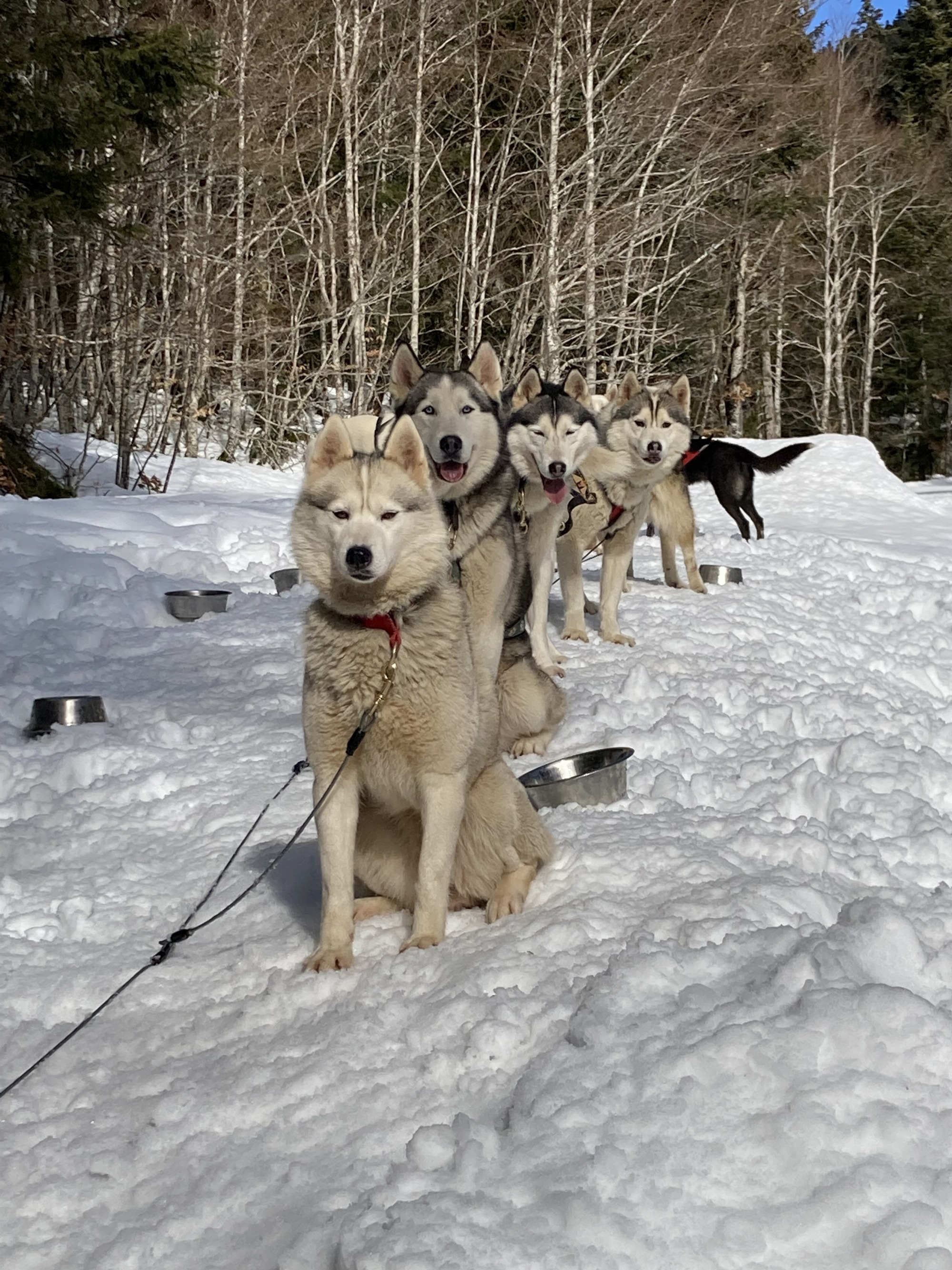 Chiens