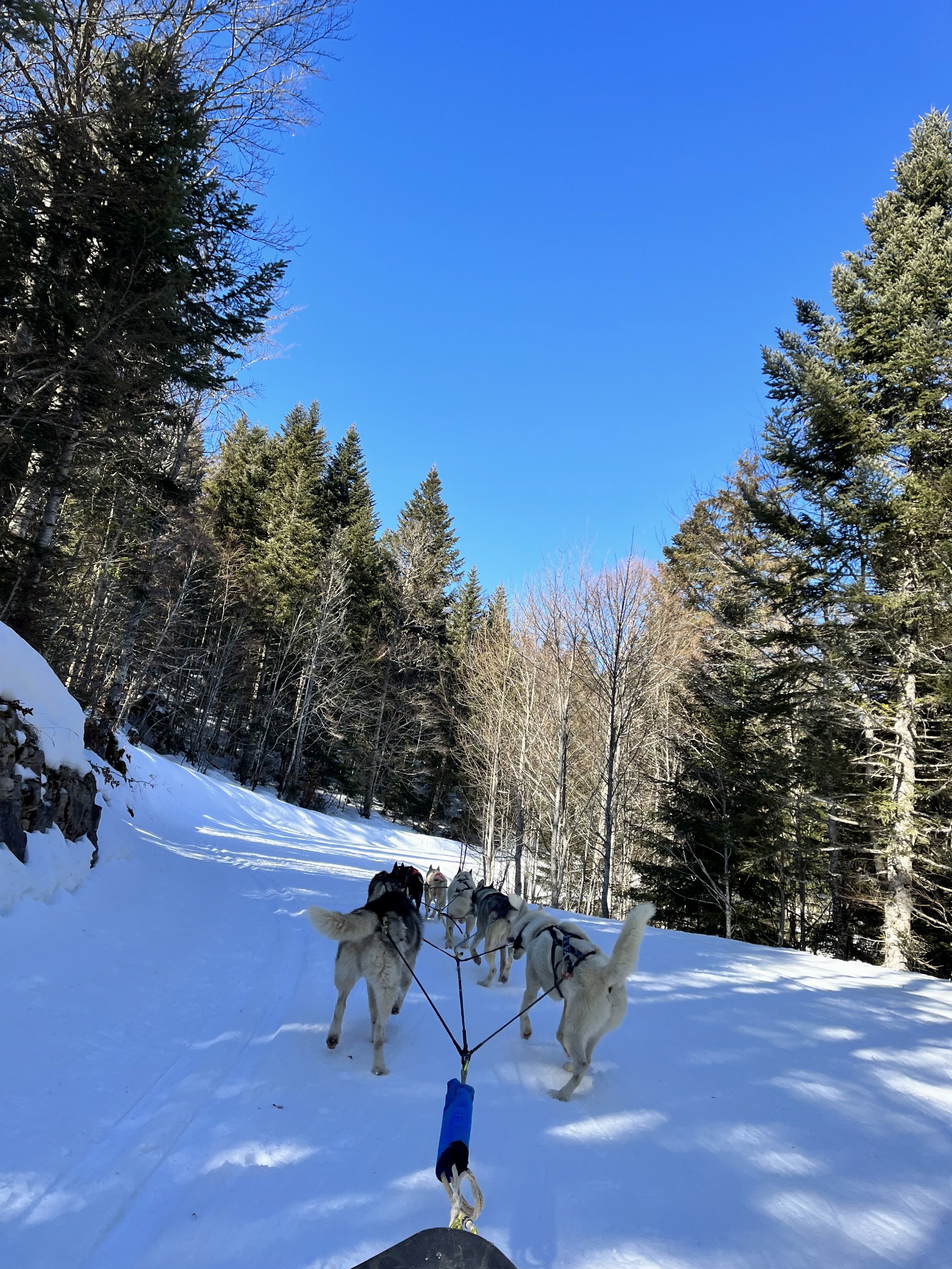Chiens de traineau