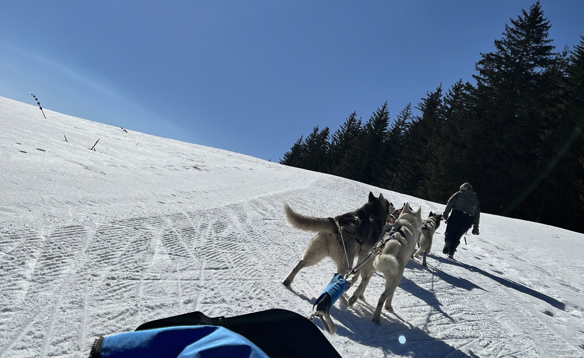 Chiens