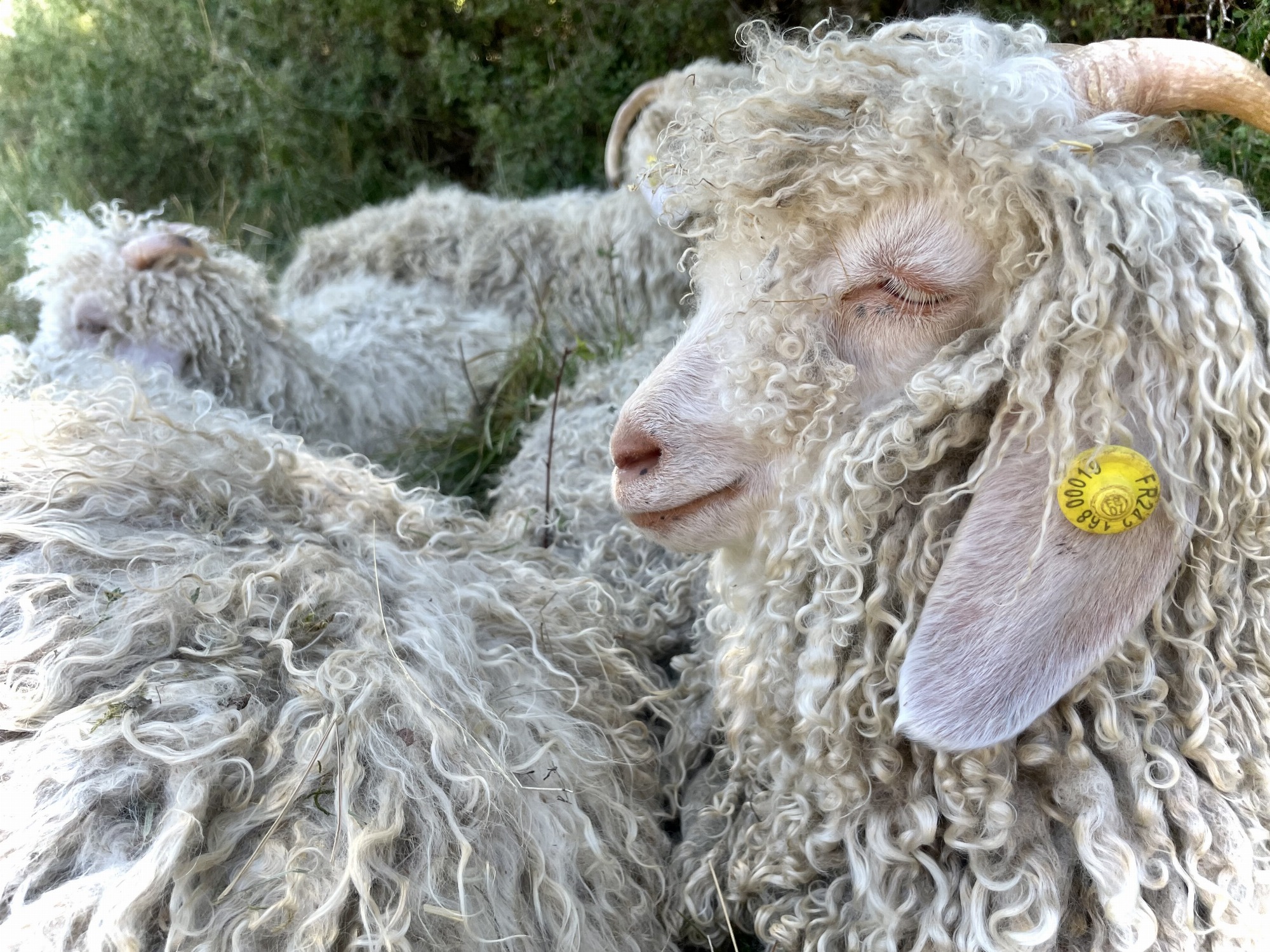 Mohair en Vercors