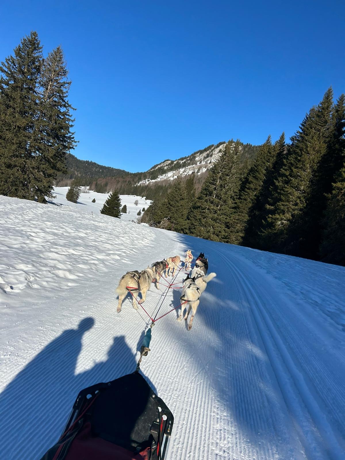 Baptême en traîneau à chiens au Col de Romeyère_Rencurel