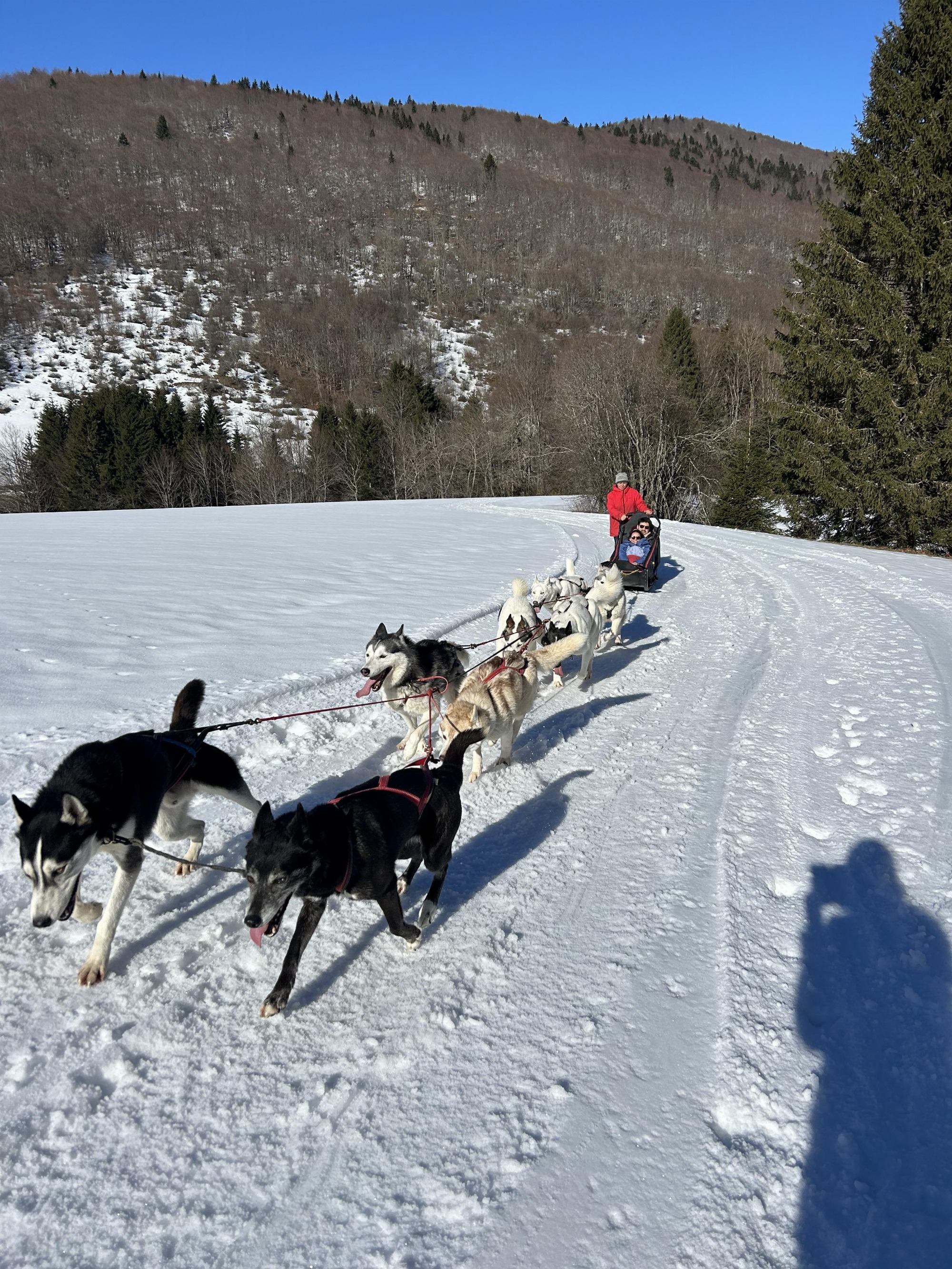 Baptême en traîneau à chiens au Col de Romeyère_Rencurel