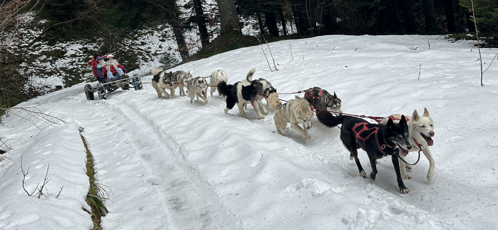 Baptême en traîneau à chiens au Col de Romeyère_Rencurel