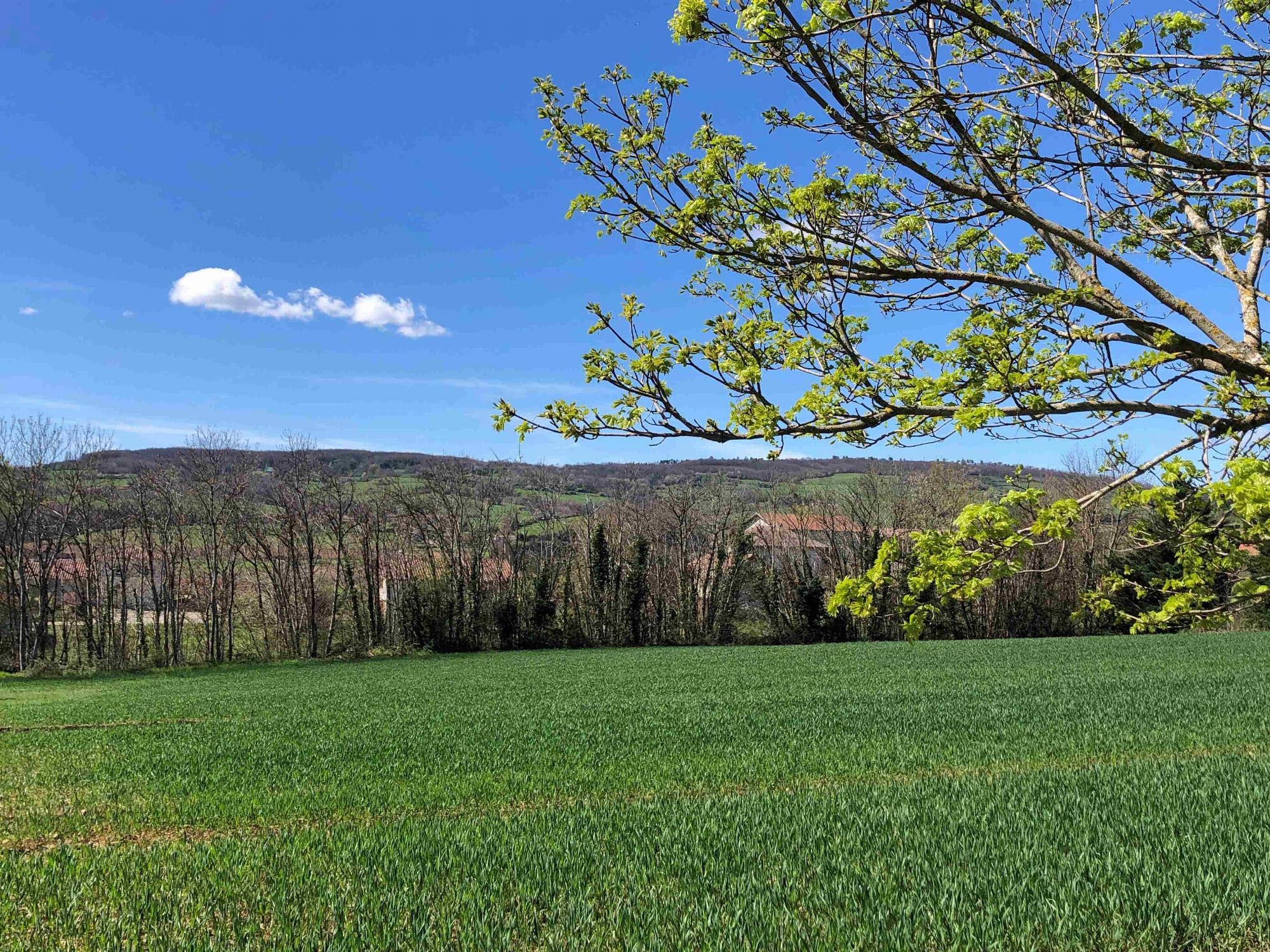 Vue forêt Thivollet