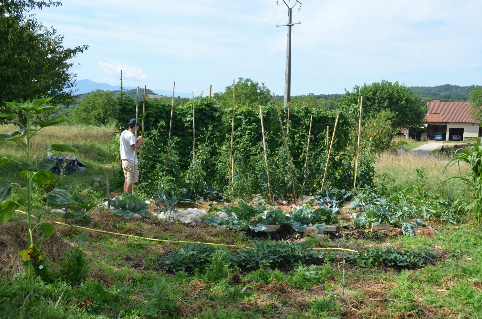 culture des haricots au vergre