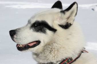 Découvrez notre meute de chiens polaires